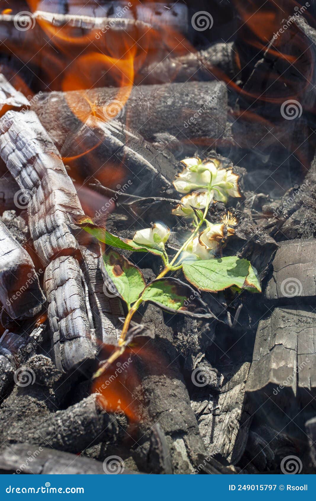 Jasmine Flowers Burning in the Fire, Close Up Stock Image Image of
