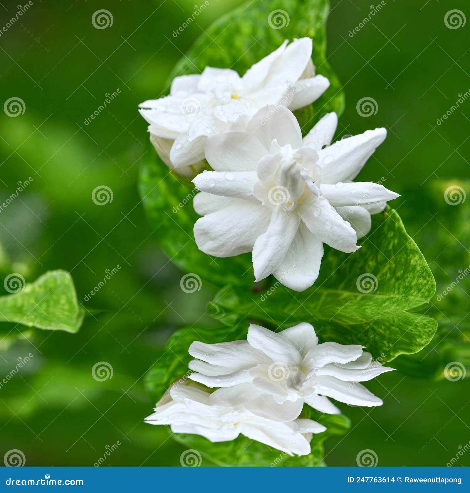 Jasmine Flowers in Full Bloom Stock Photo Image of green, leaf 247763614