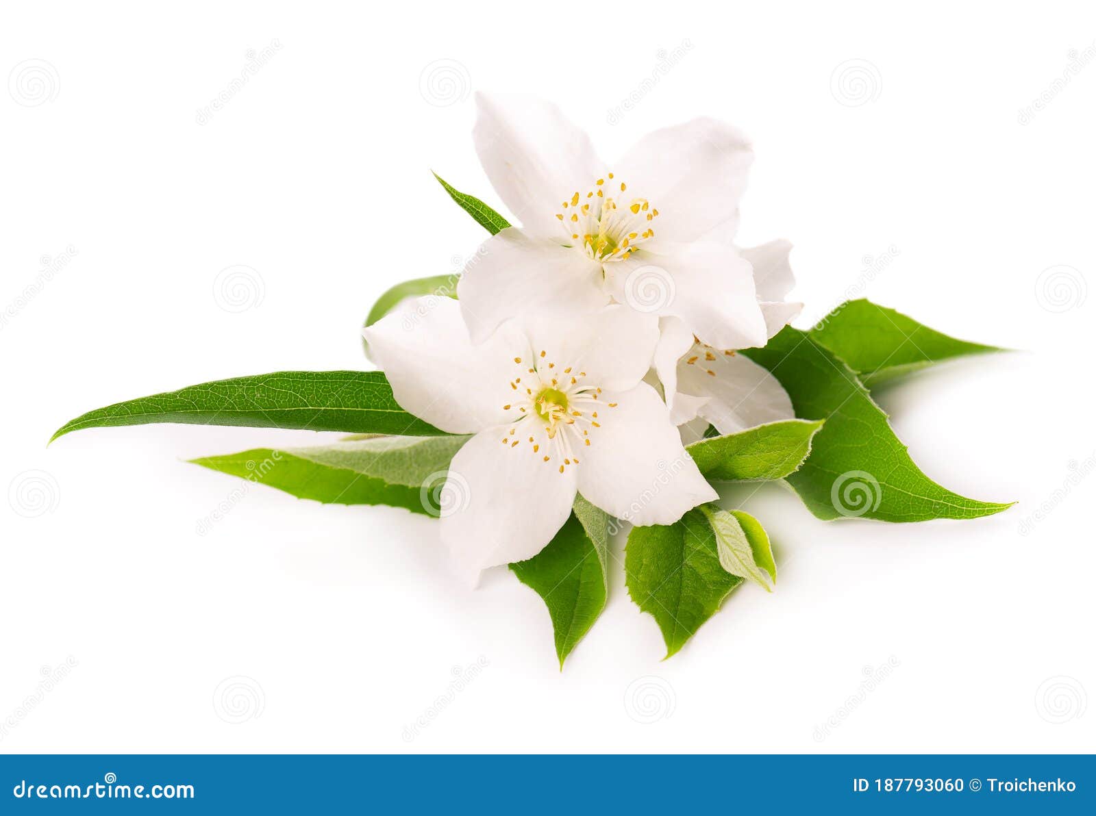 Jasmine Flowers Isolated on White Background. Jasmine Branch Stock