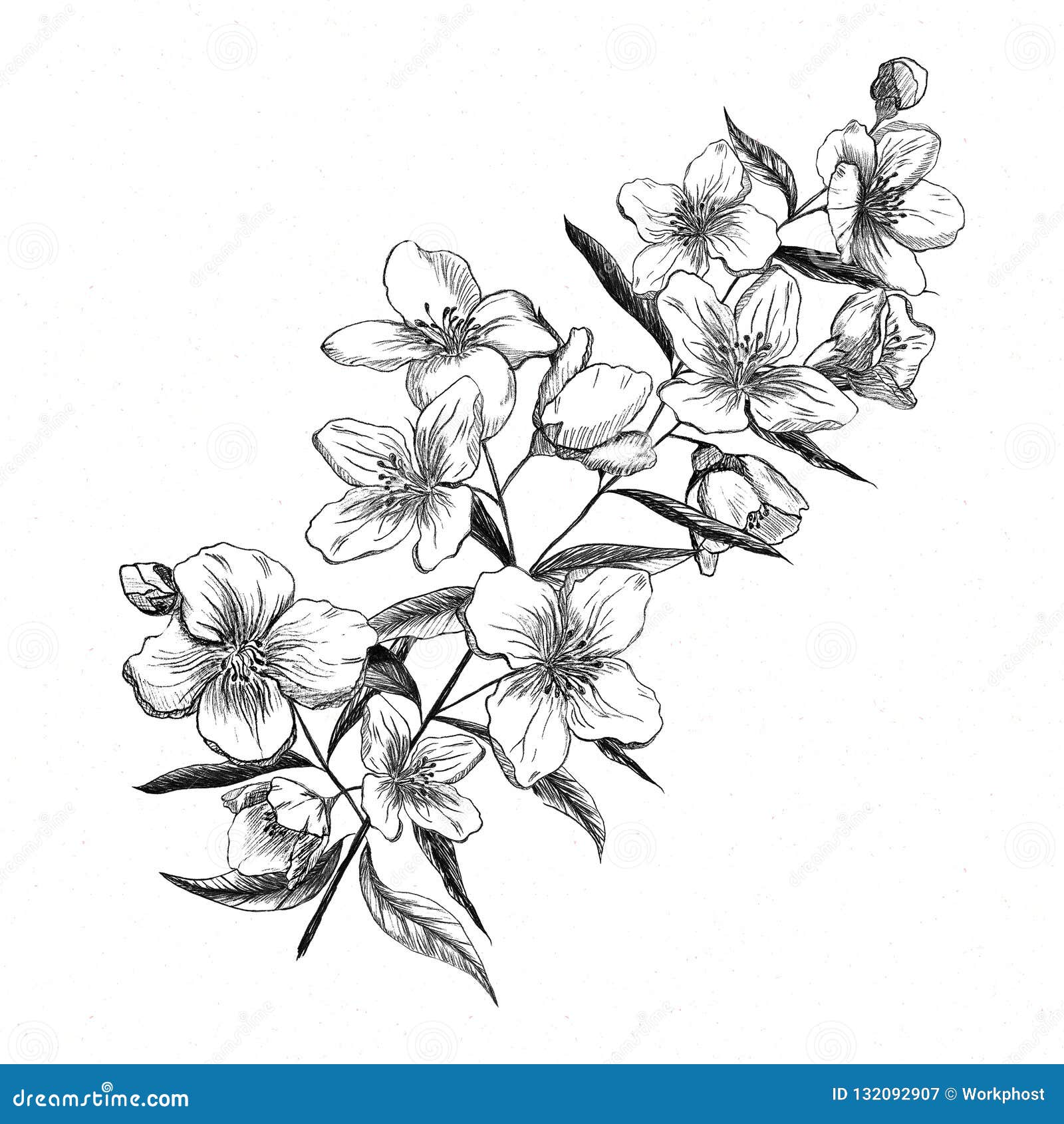 Jasmine Flower Sketch Illustration | Illustrations ~ Creative Market