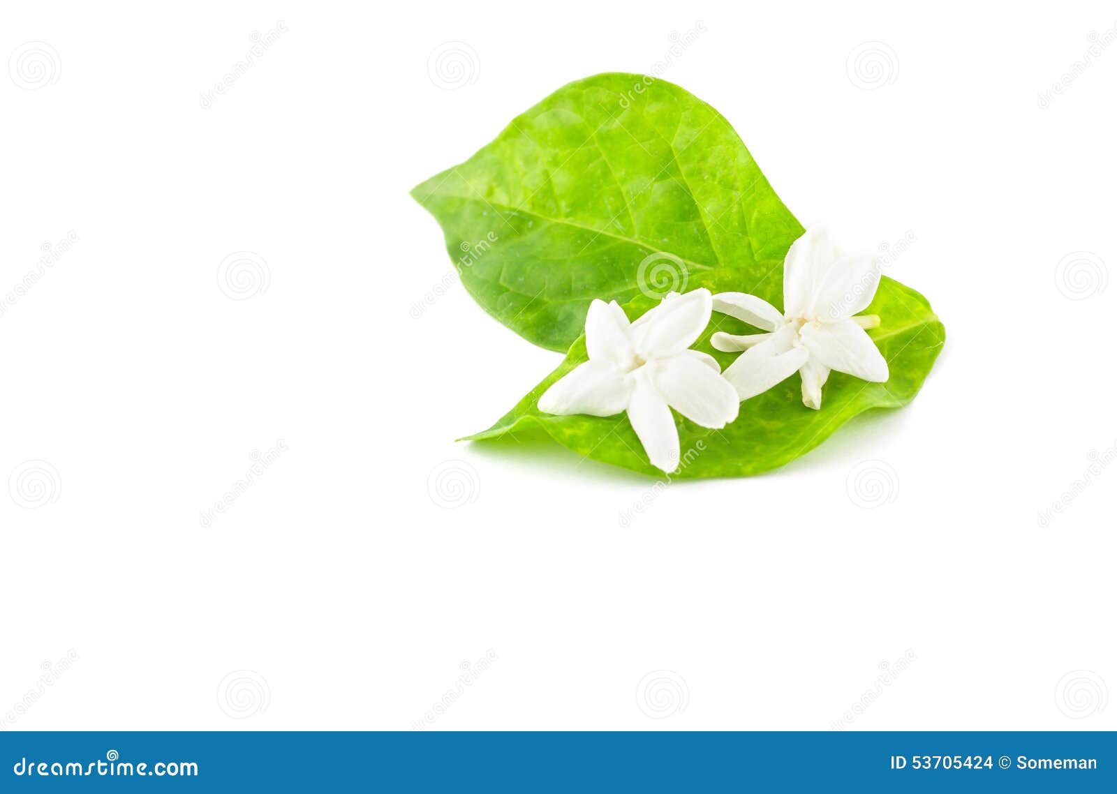Jasmine stock photo. Image of petal, smell, comfort, thai 53705424