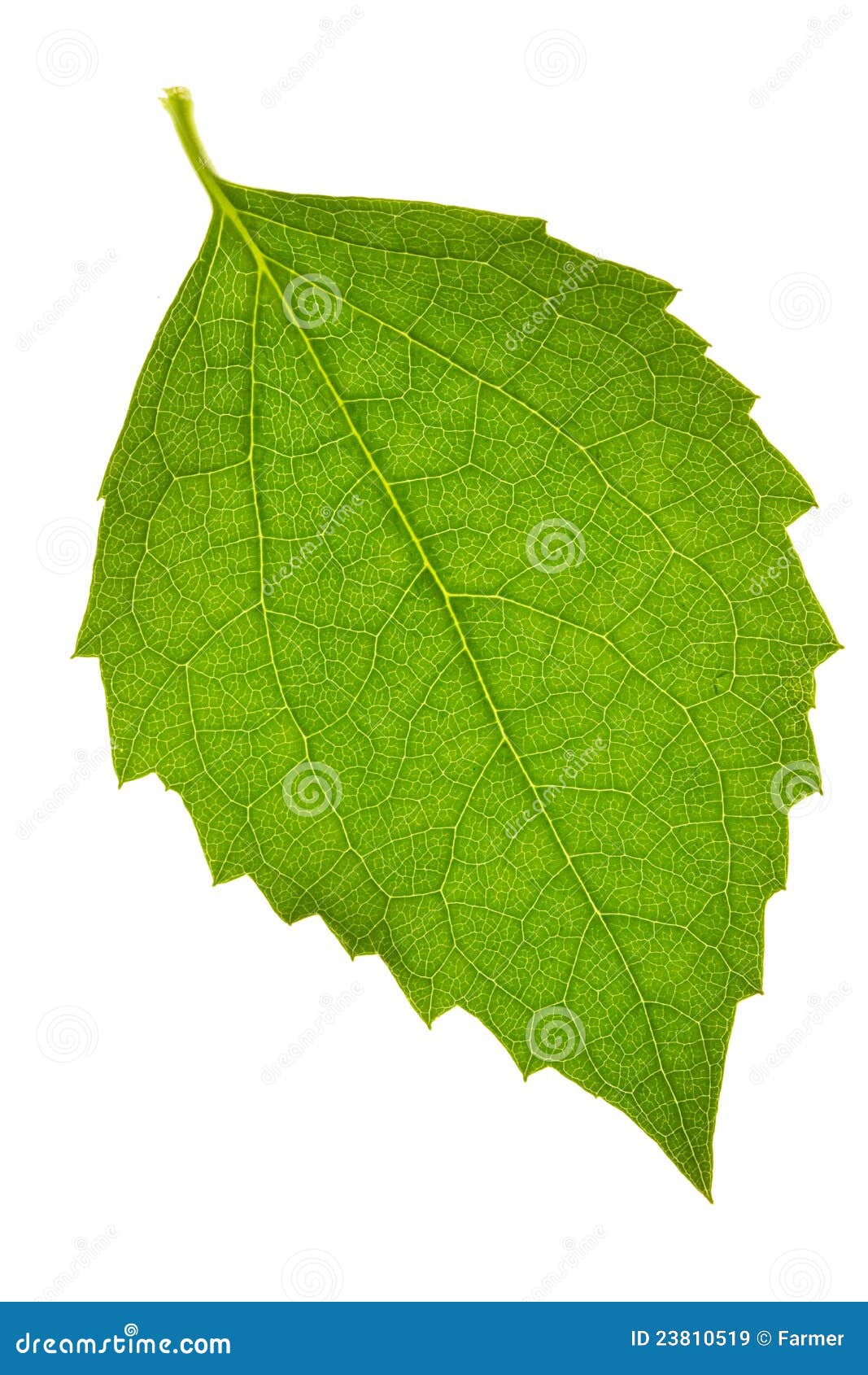 Jasmine leaf stock image. Image of element, floral, season - 23810519