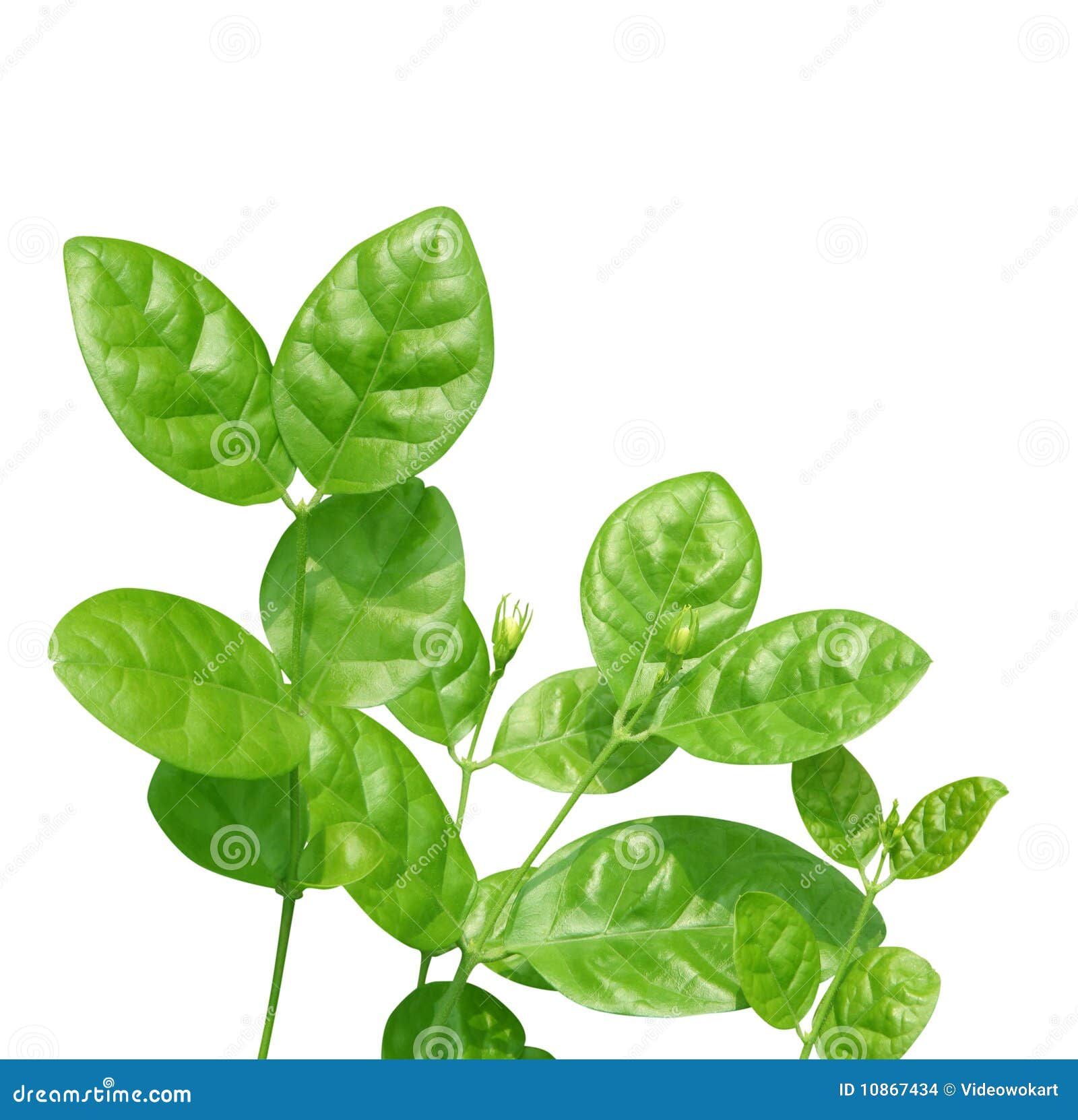 Jasmine leaves stock photo. Image of spring, blooming 10867434