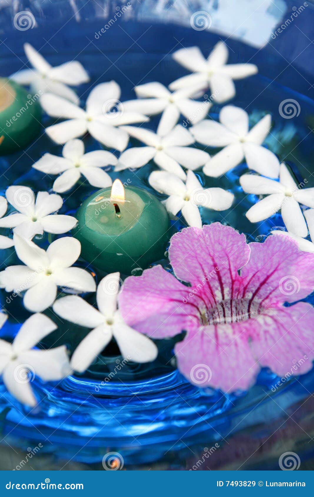 Jasmine, and Pink Asarina, Candles and Blue Water Stock Image Image