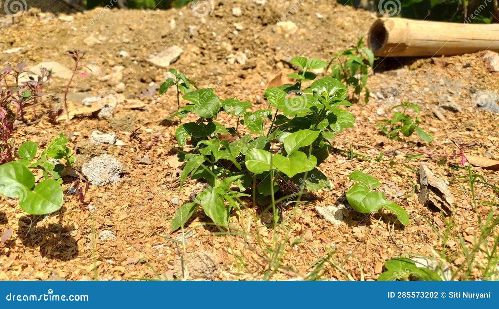 Jasmine Plants on Dry Land Surrounded by Grass Stock Photo Image of