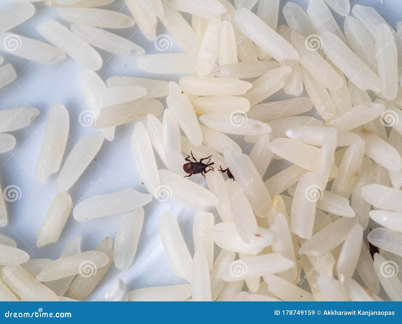 Jasmine Rice Grains Close Up with Rice Weevil Pest or Sitophilus Oryzae