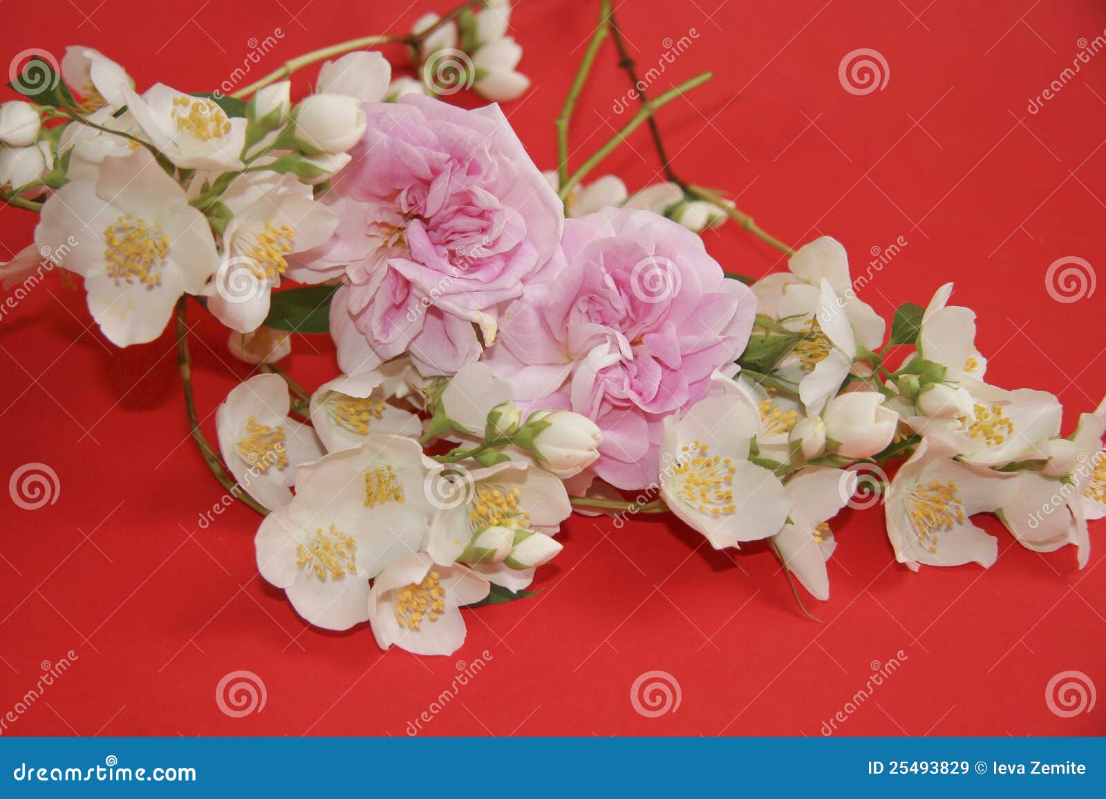 Jasmine and rose flowers stock image. Image of formal 25493829
