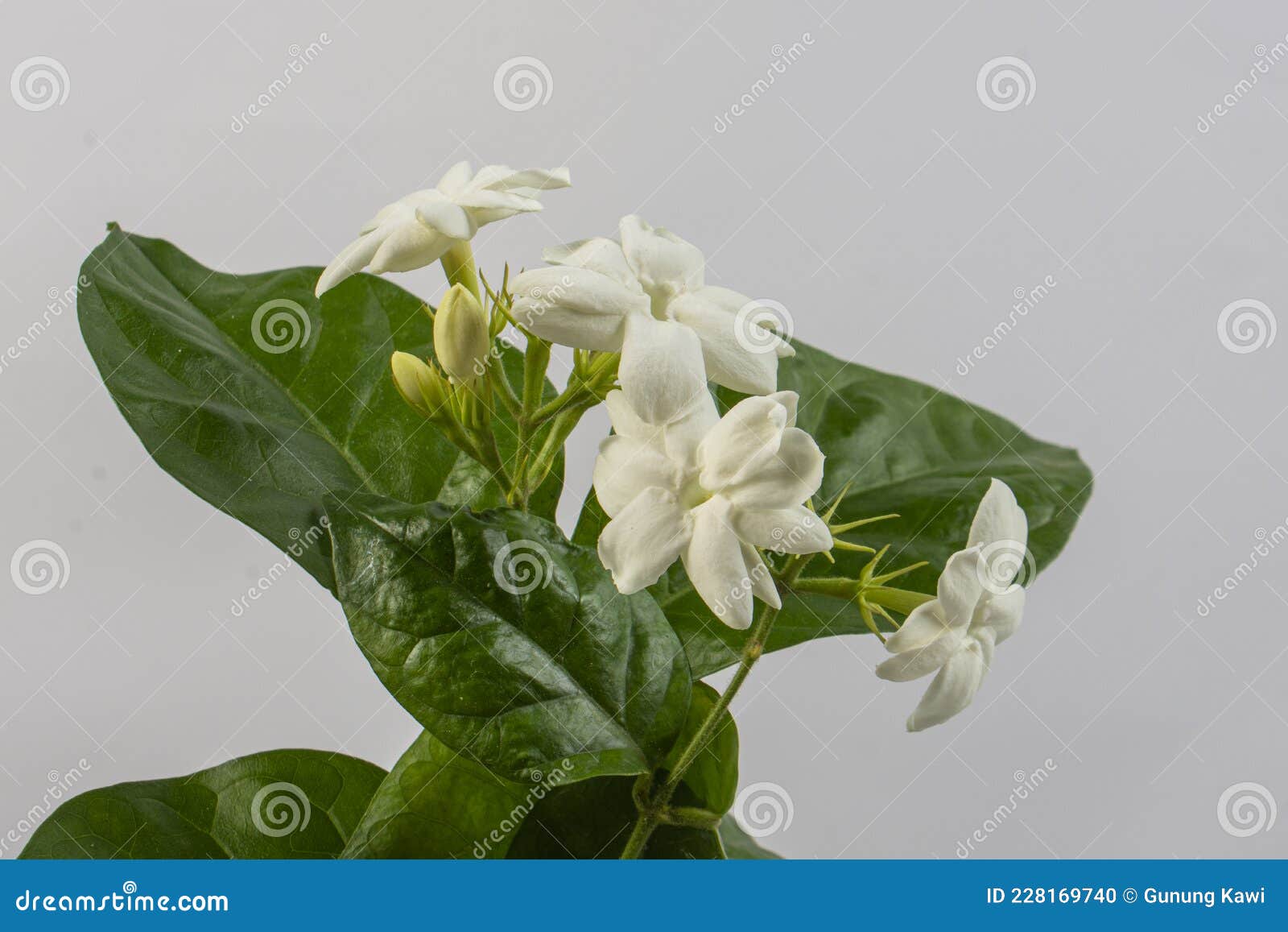 Jasmine, Jasmine Tea Flower Stock Photo Image of flower, fresh 228169740