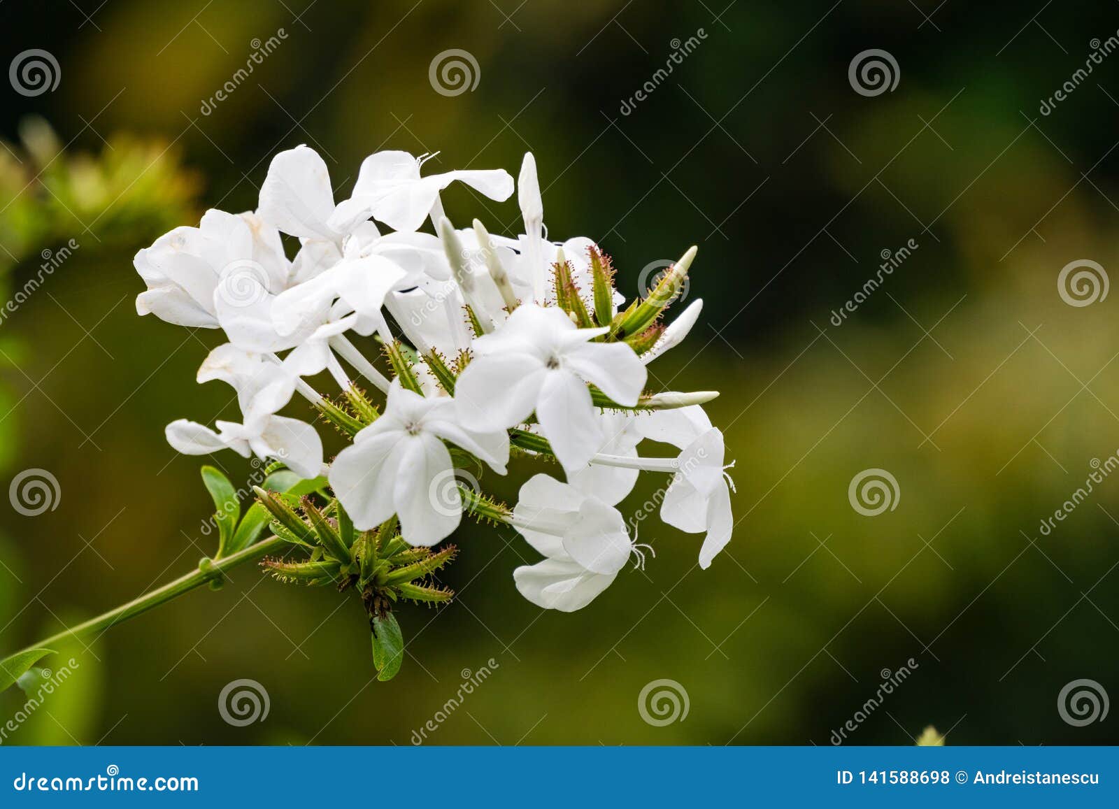 Jasmine White Flowers, California Stock Photo Image of leaves, open