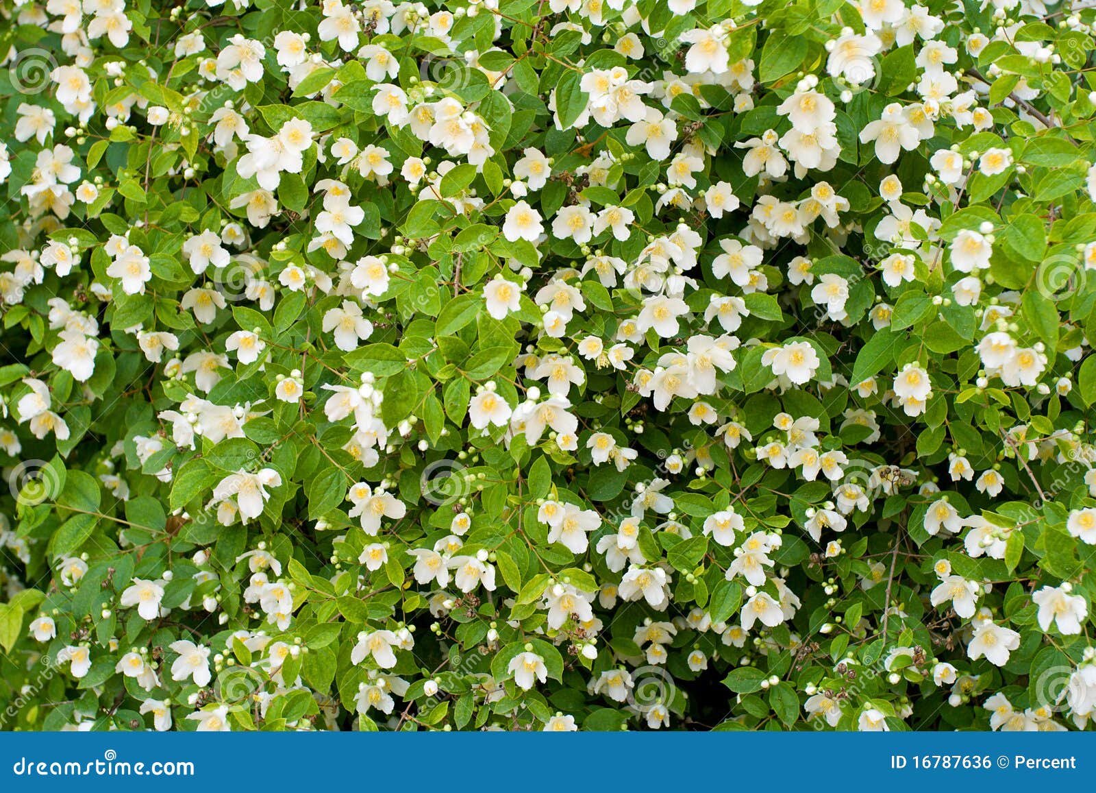 Jasmine θάμνων. ανθίζοντας jasmine λουλουδιών θάμνων ανασκόπησης