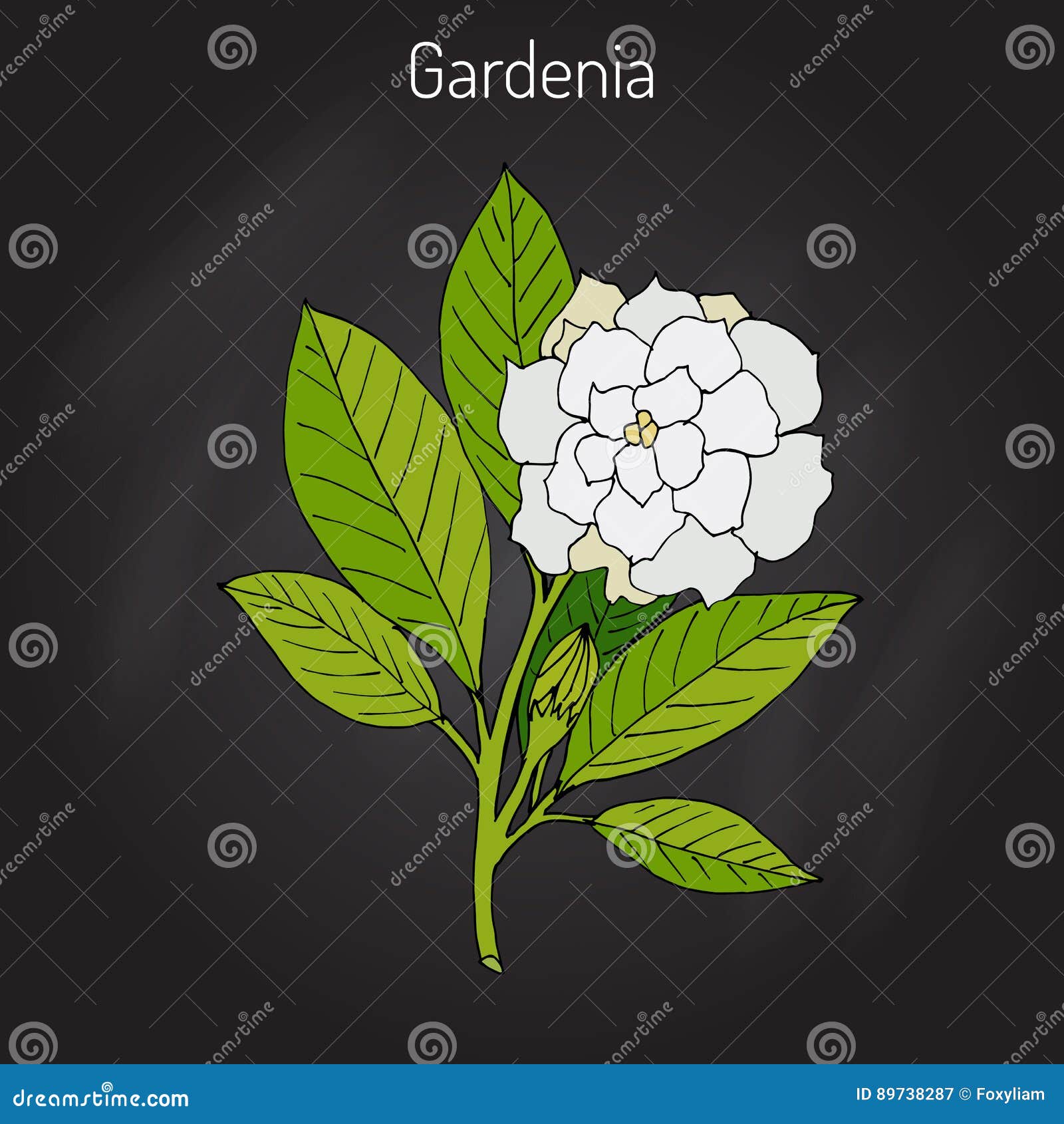 Jasminoides De La Gardenia, Gardenia Ilustración del Vector - Ilustración  de cubo, medicinal: 89738287