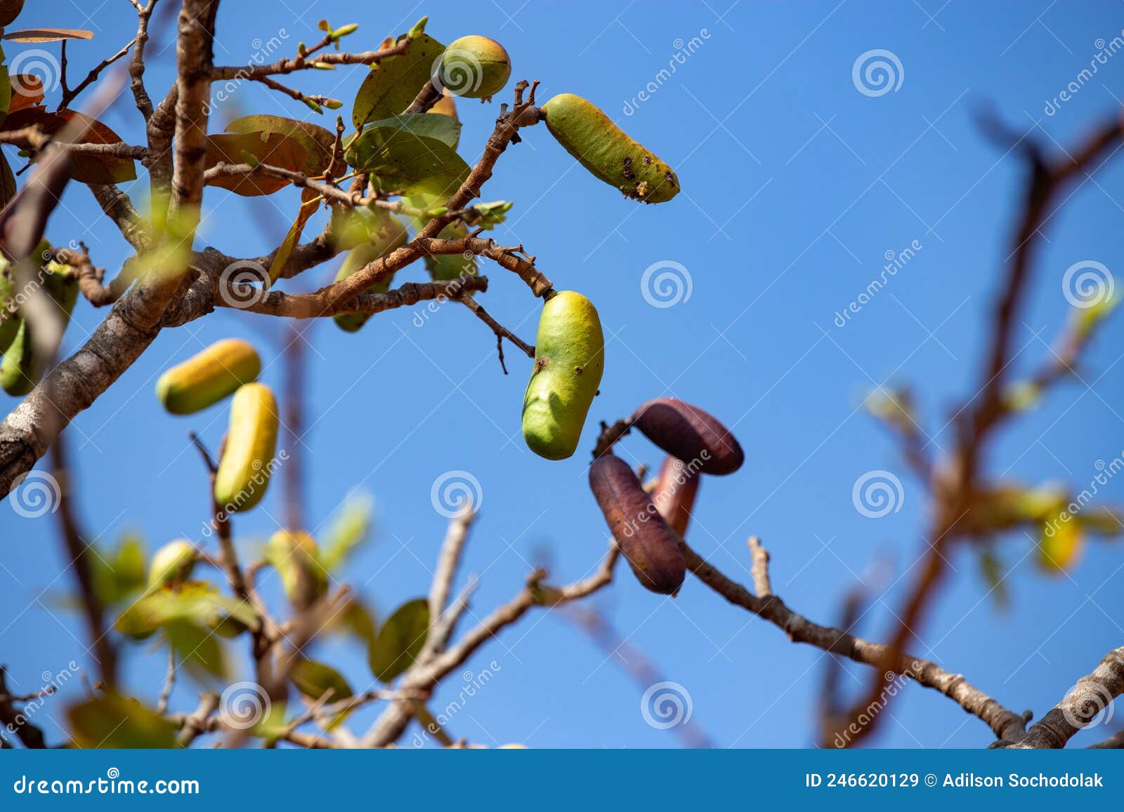 jatobÃ¡ fruits (hymenaea courbaril), in selective focus. typical brazilian fruits