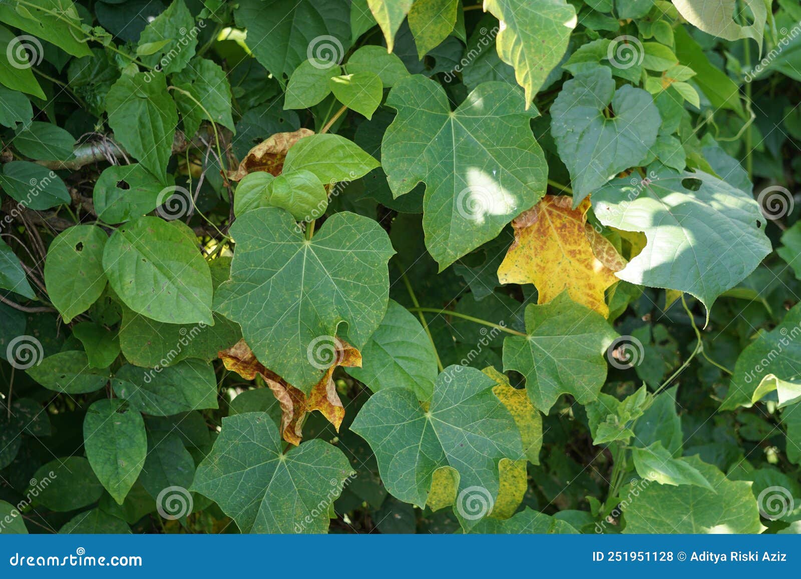 jatropha curcas also called jarak pagar, physic nut, barbados nut, poison nut, bubble bush, purging nut leaves