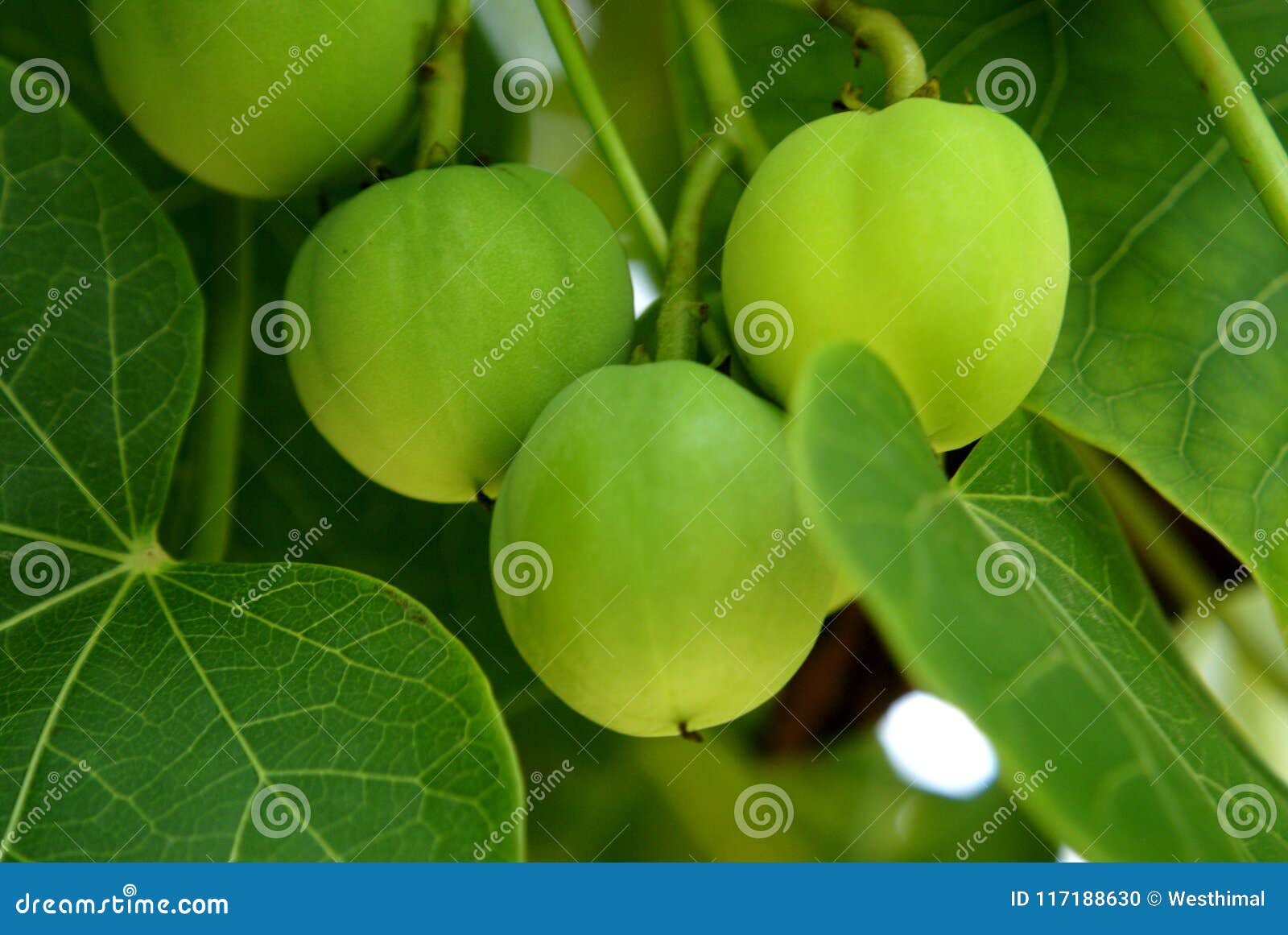 Jatropha Curcas, Physic Nut, Barbados Nut Stock Photo   Image of ...