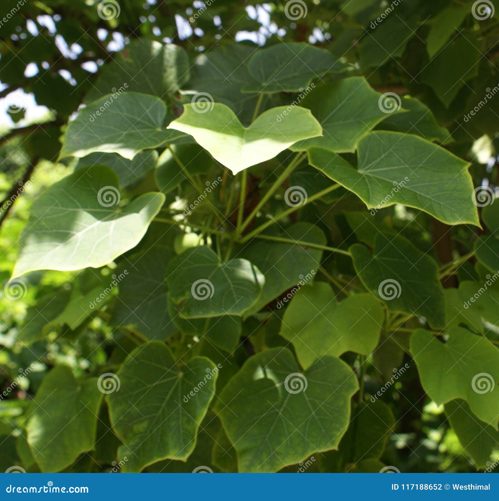 jatropha curcas, physic nut, barbados nut