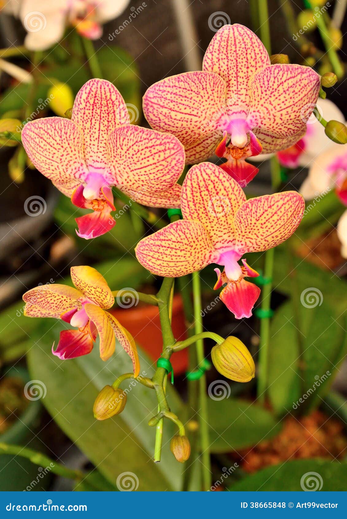Jaune Thaïlandais D'orchidée De Vanda Et Lumineux Rose Photo stock - Image  du fleurs, couleur: 38665848