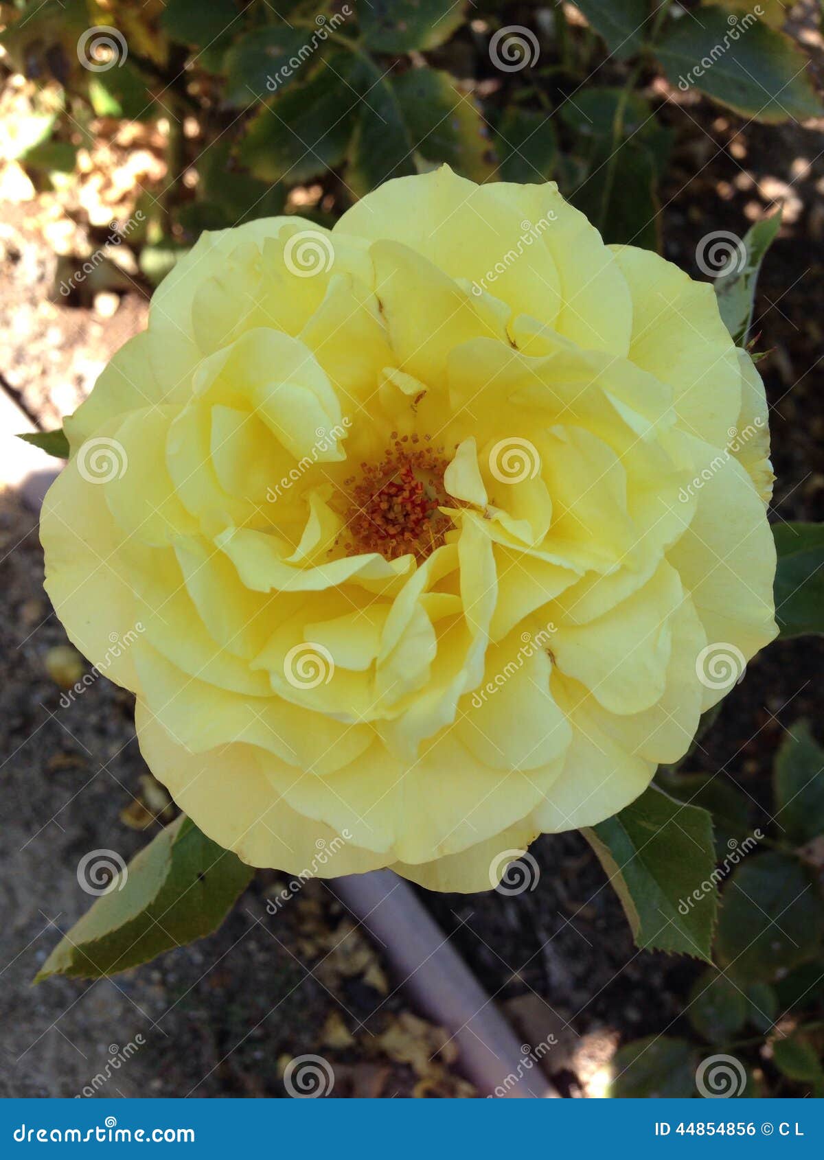 Jaunissez rose. Heather Farm Park, Walnut Creek, la Californie