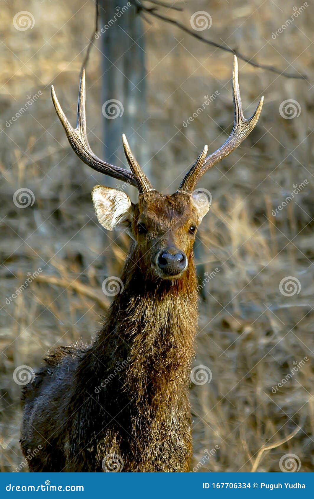 Java Deer are Endemic Species of Animals on the Islands of Java, Bali and  Timor in Indonesia Stock Photo - Image of antler, indonesia: 167706334
