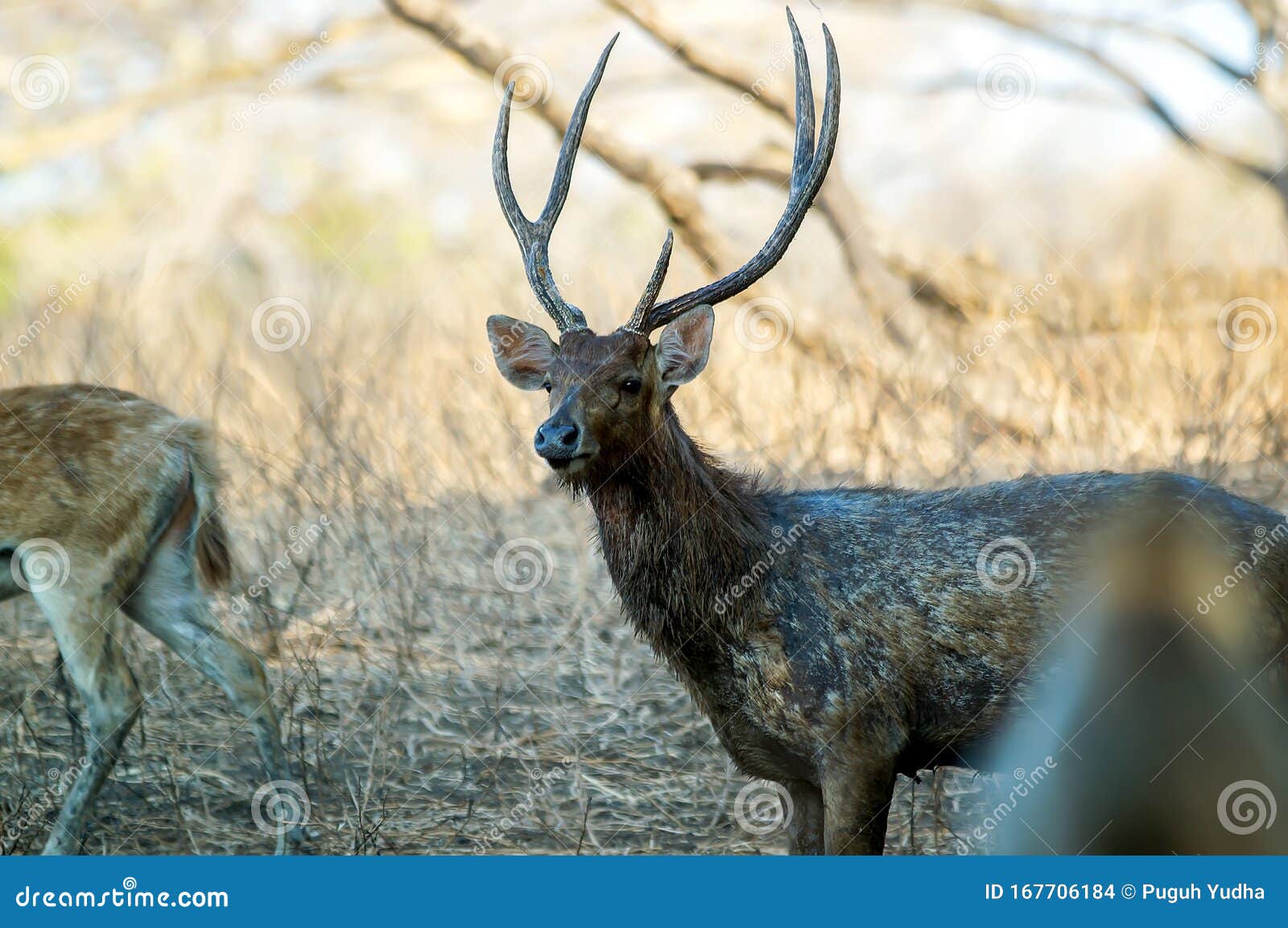 Java Deer Are Endemic Species Of Animals On The Islands Of Java Bali And Timor In Indonesia Stock Photo Image Of Mammal Hemisphere 167706184