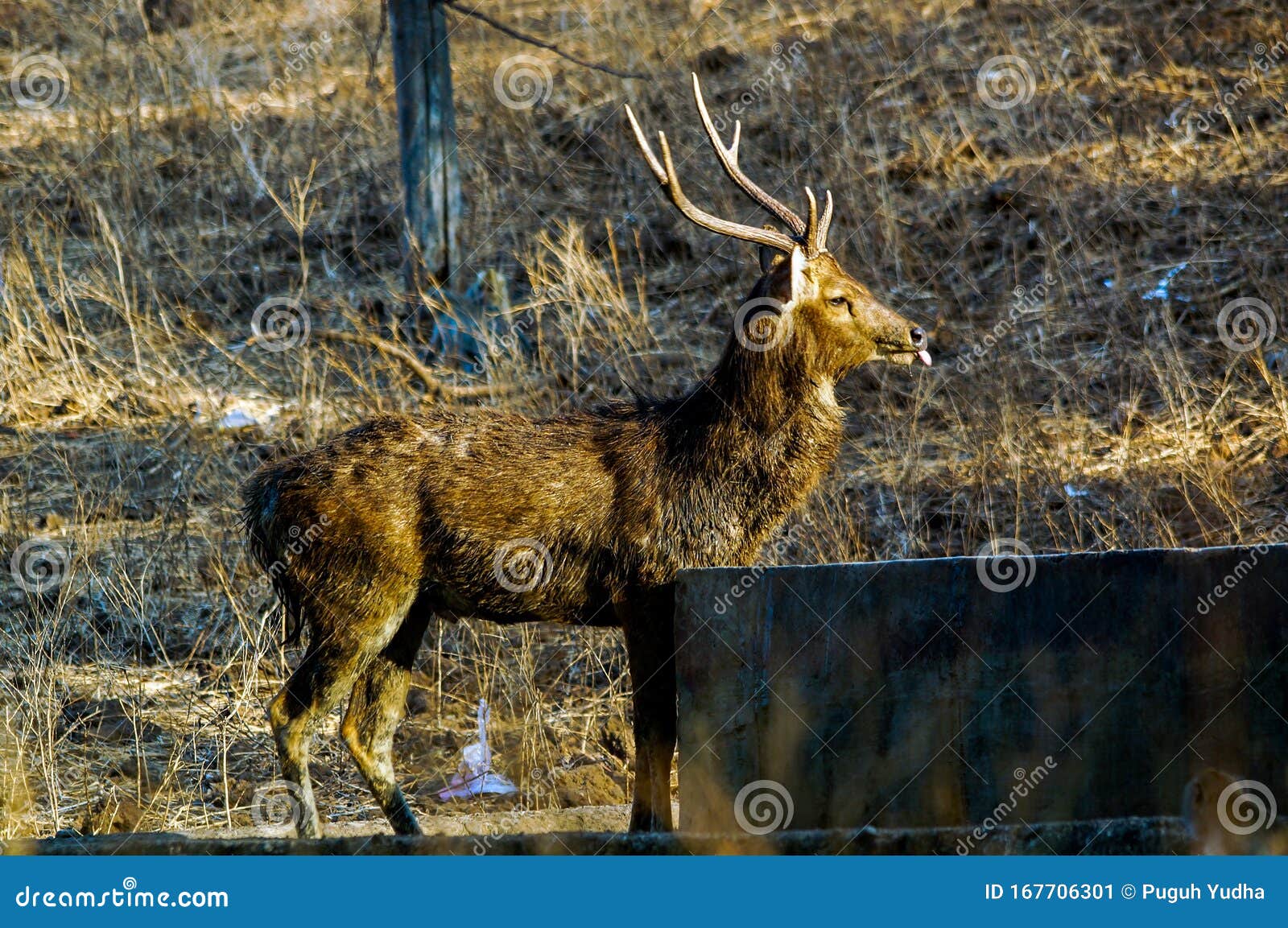 Java Deer Are Endemic Species Of Animals On The Islands Of Java Bali And Timor In Indonesia Stock Image Image Of Green Hemisphere 167706301