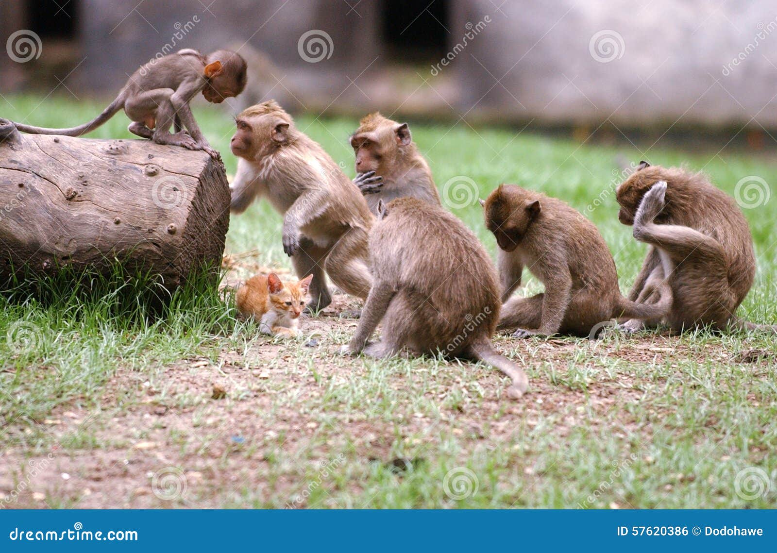 Java monkey in the wild and at home 64 Java monkey in the wild and at home 6