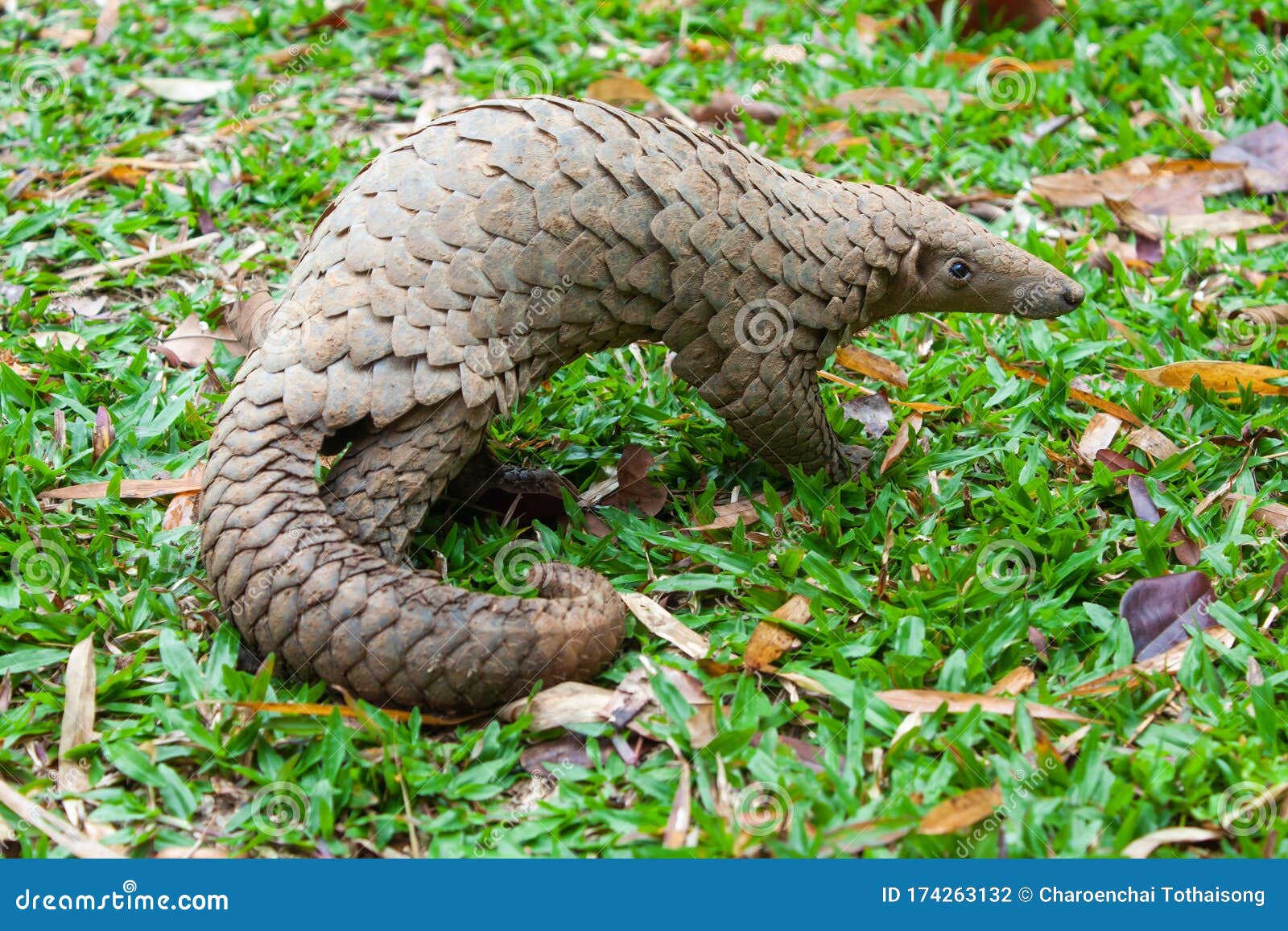 java pangolin manis javanica
