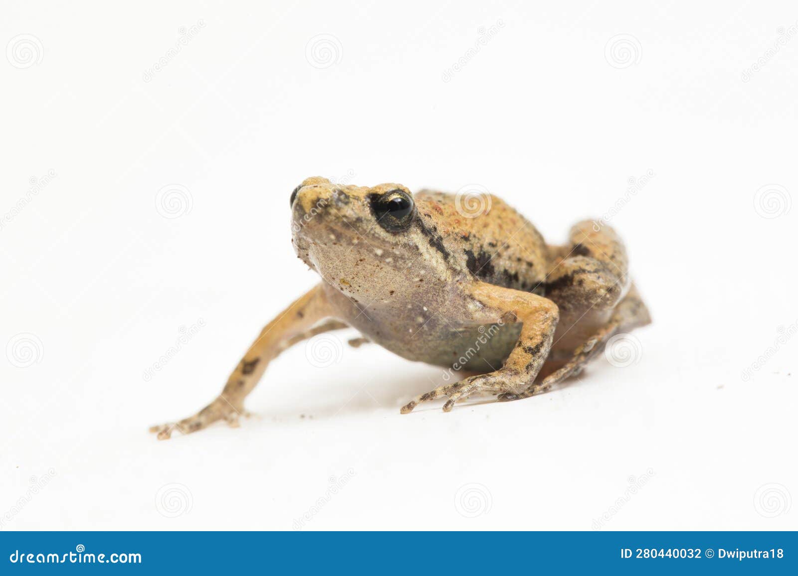 Java Rice Frog, Javan Chorusfrog, Microhyla Achatina Javanese Narrow