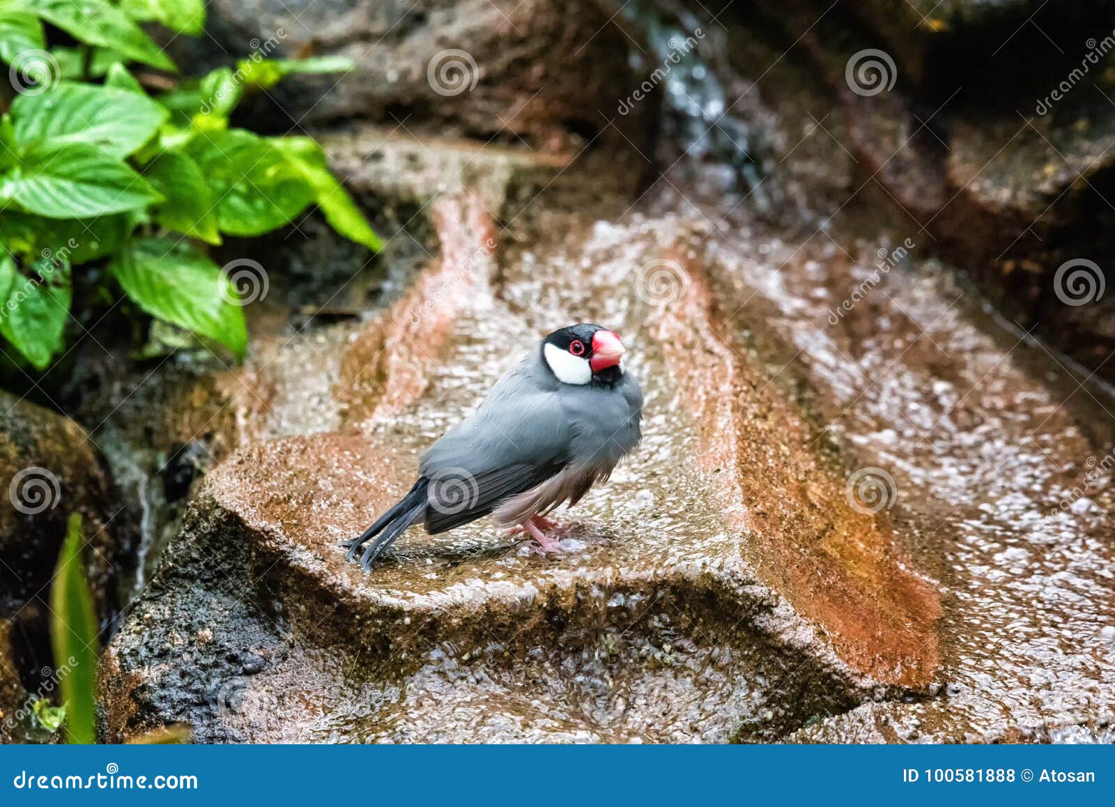 Java Sparrow foto de archivo. Imagen de exuberante, hoja - 100581888