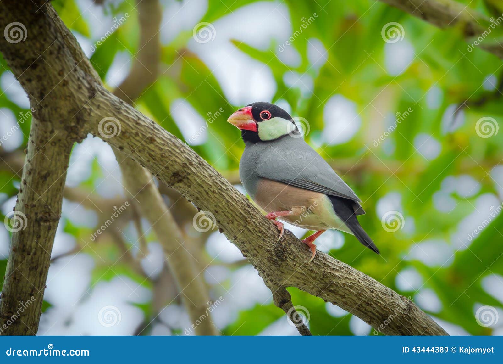 Java Sparrow imagem de stock. Imagem de sementes, branco - 43444389