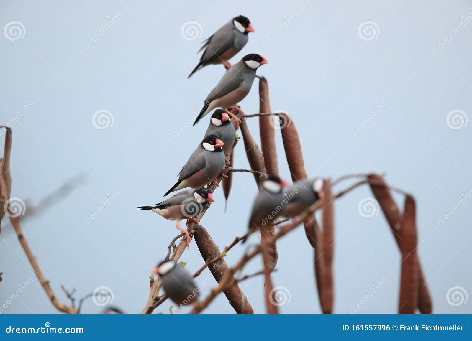 java sparrow  big island hawaii ,usa