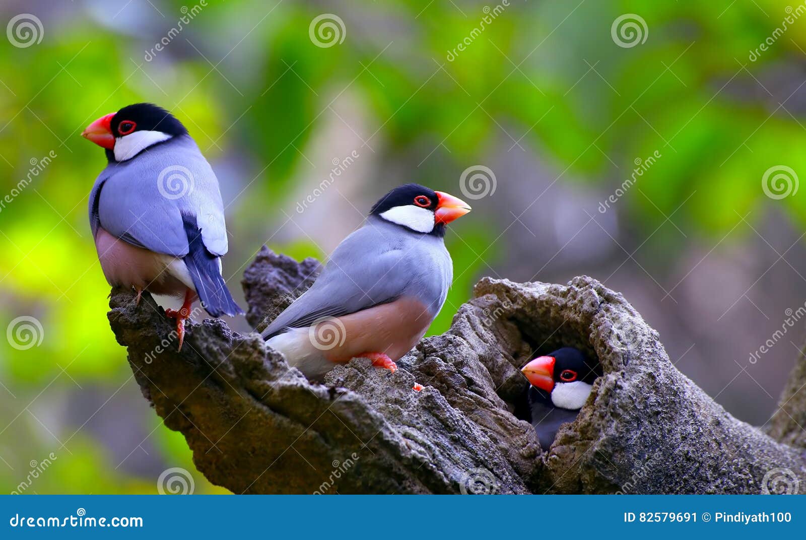 java sparrow birds