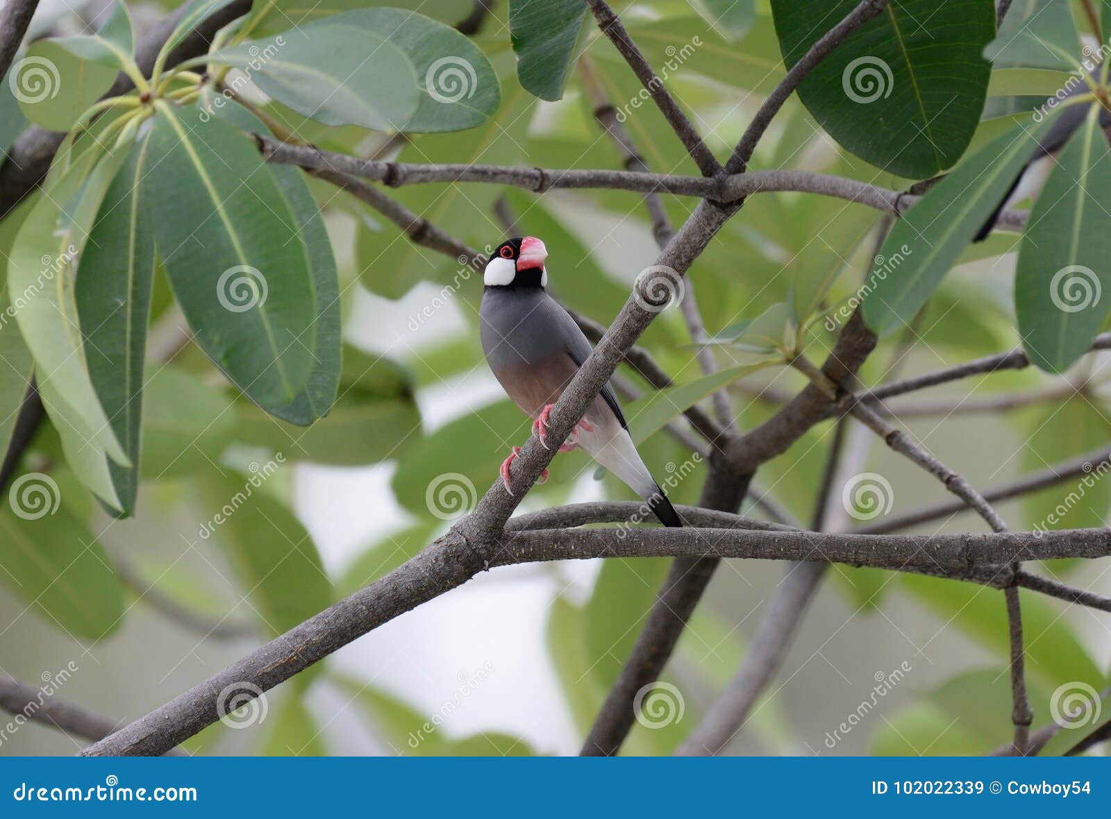 Java Sparrow Lonchura Oryzivora Stock Image Image of asia, thailand
