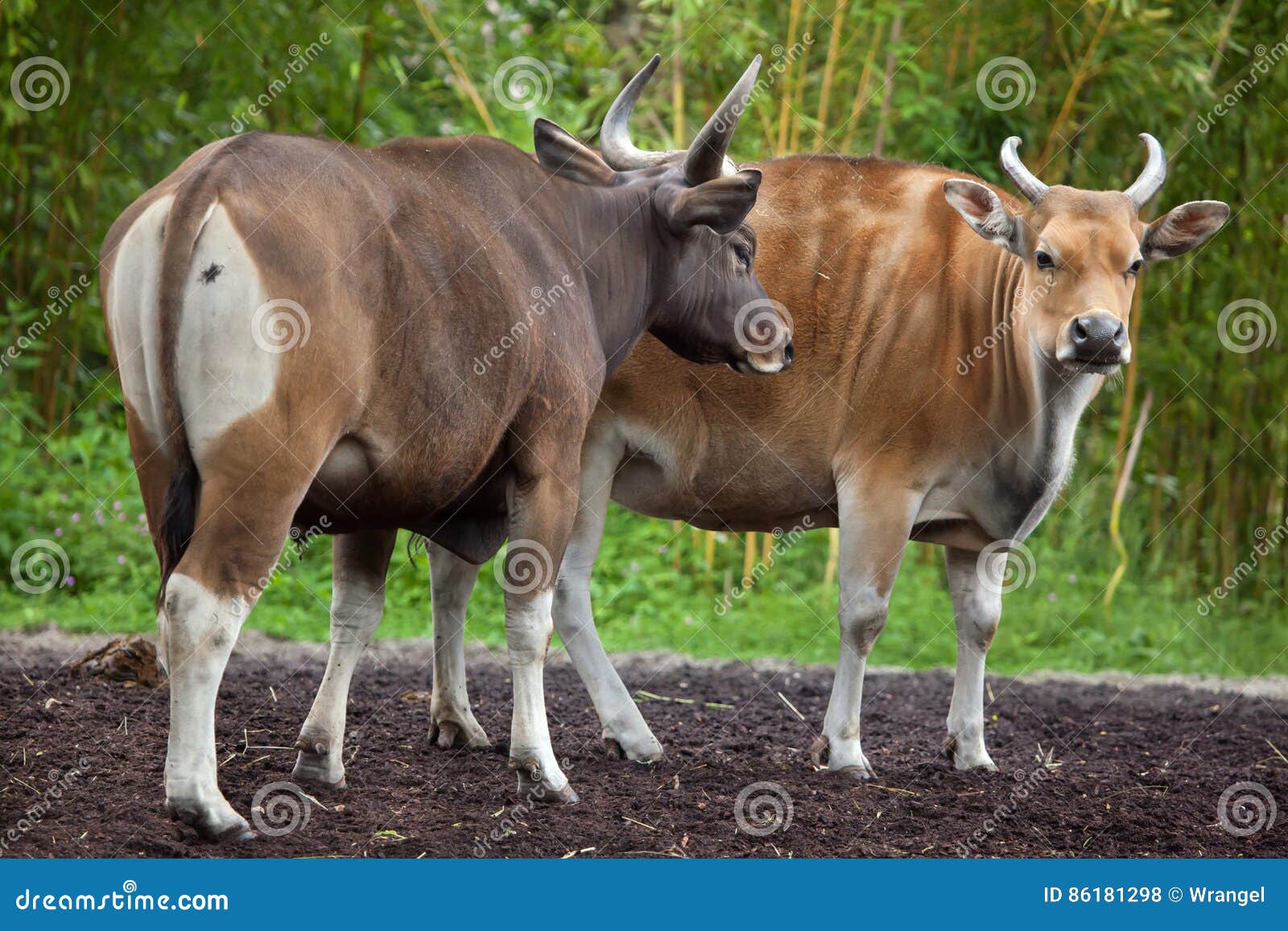 javan banteng bos javanicus