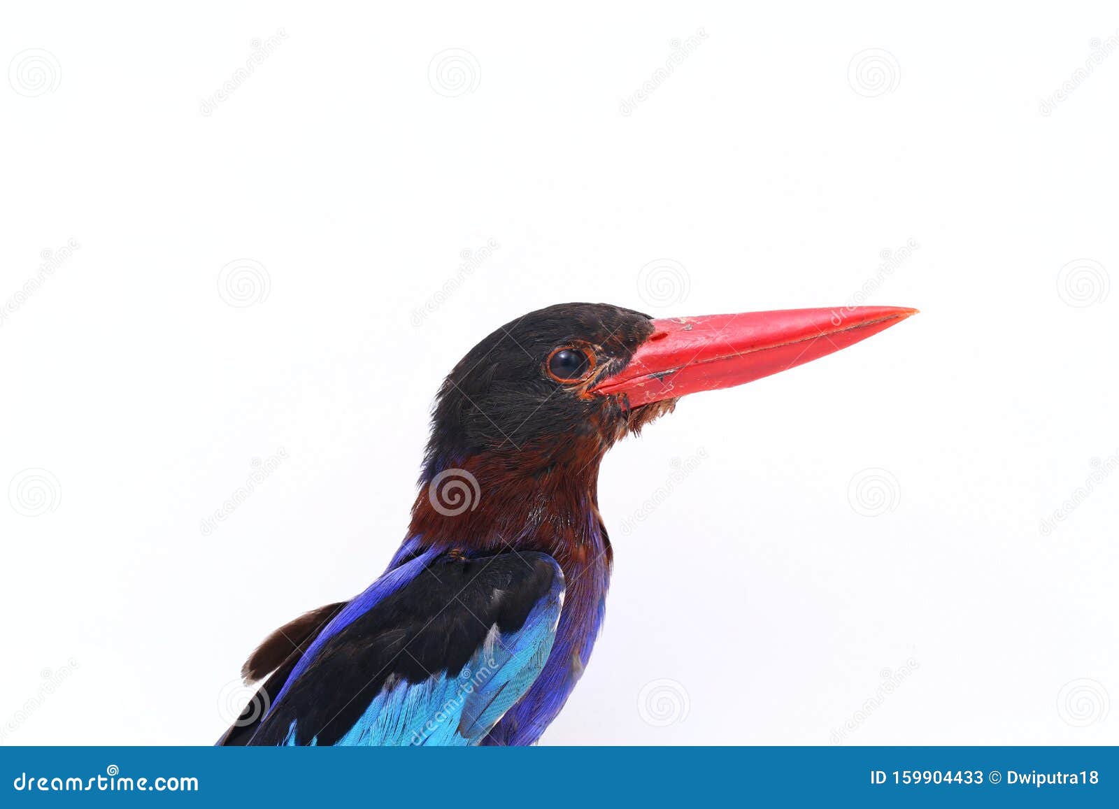 Javan Kingfisher, Sometimes Called the Blue-bellied Kingfishe Endemic ...