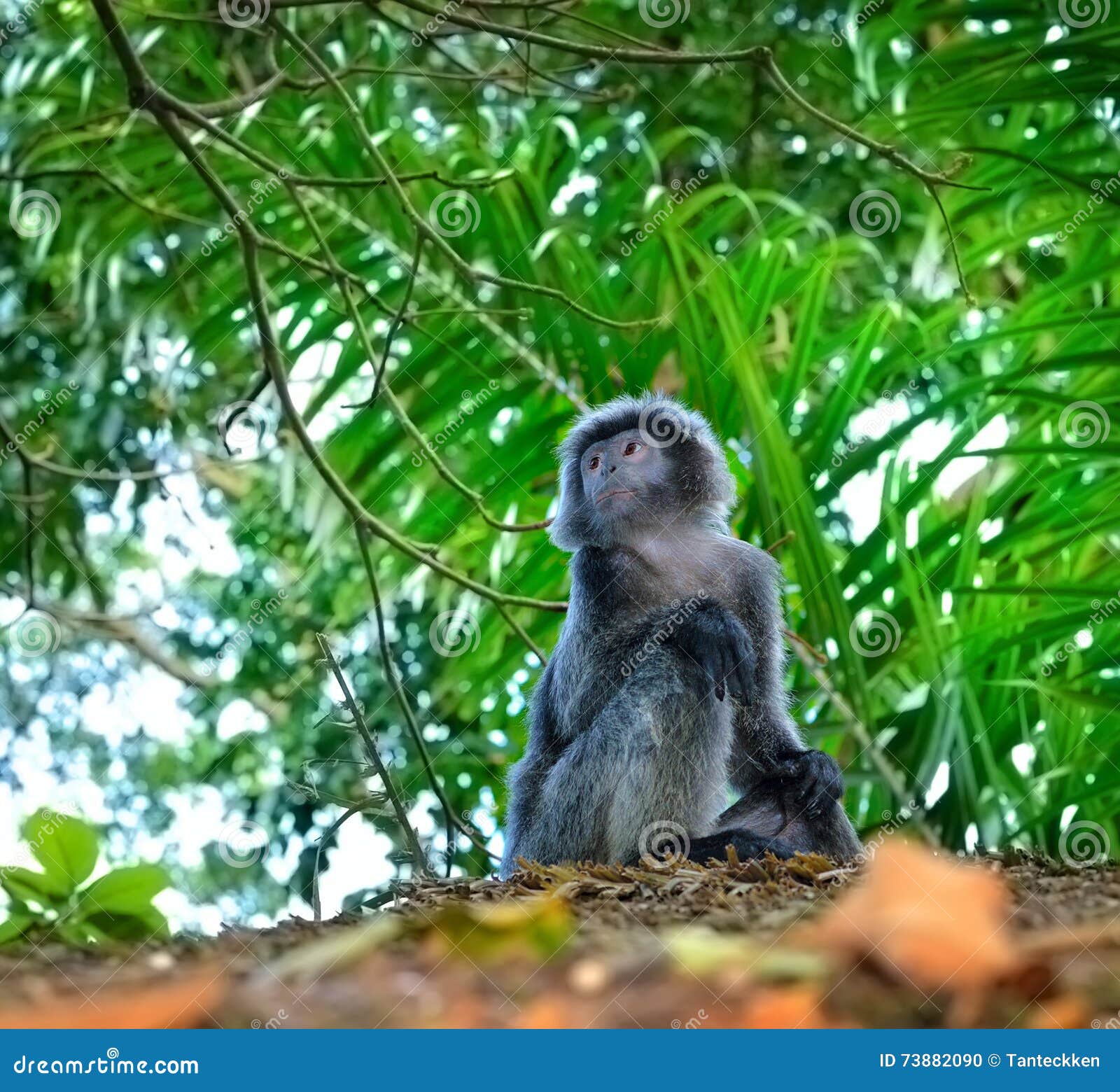 Javan Lutung (Trachypithecus Auratus) Stock Photo Image