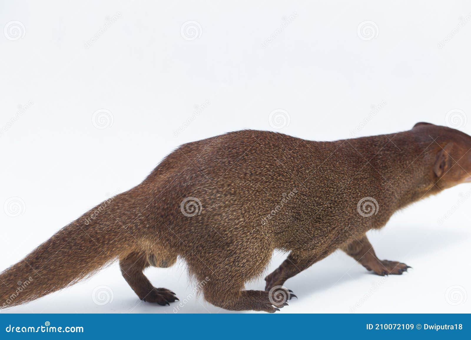 javan mongoose or small asian mongoose herpestes javanicus  on white background