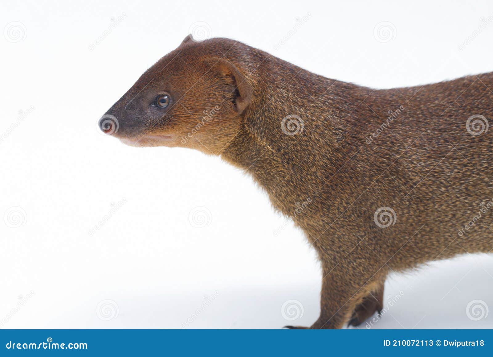 javan mongoose or small asian mongoose herpestes javanicus  on white background