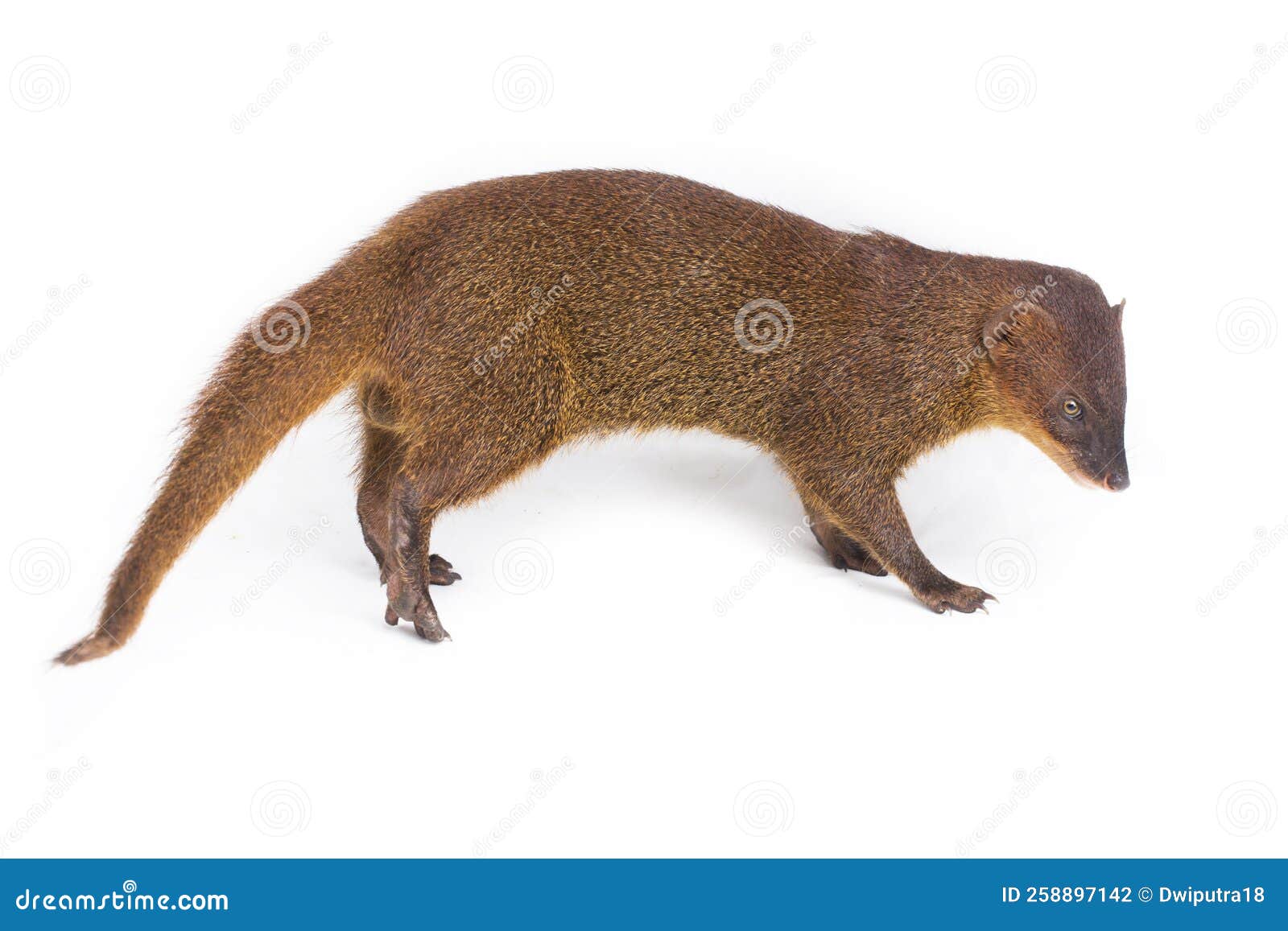 javan mongoose or small asian mongoose (herpestes javanicus) on white background