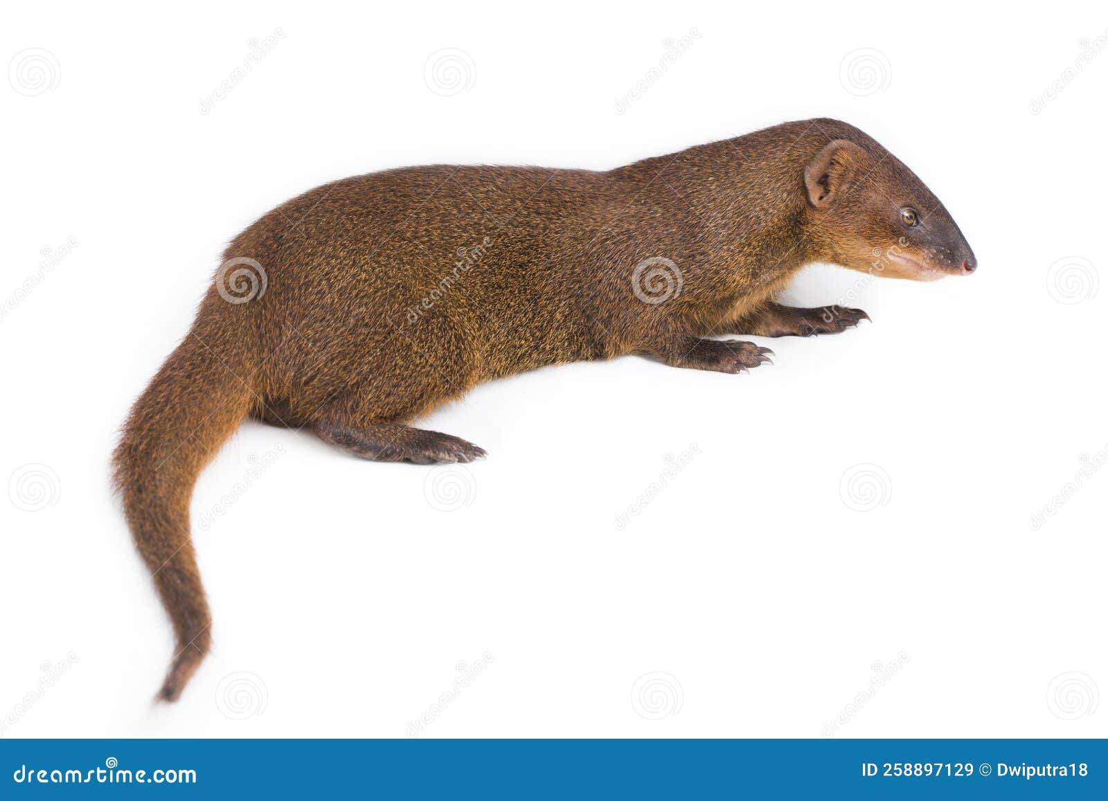 javan mongoose or small asian mongoose (herpestes javanicus) on white background