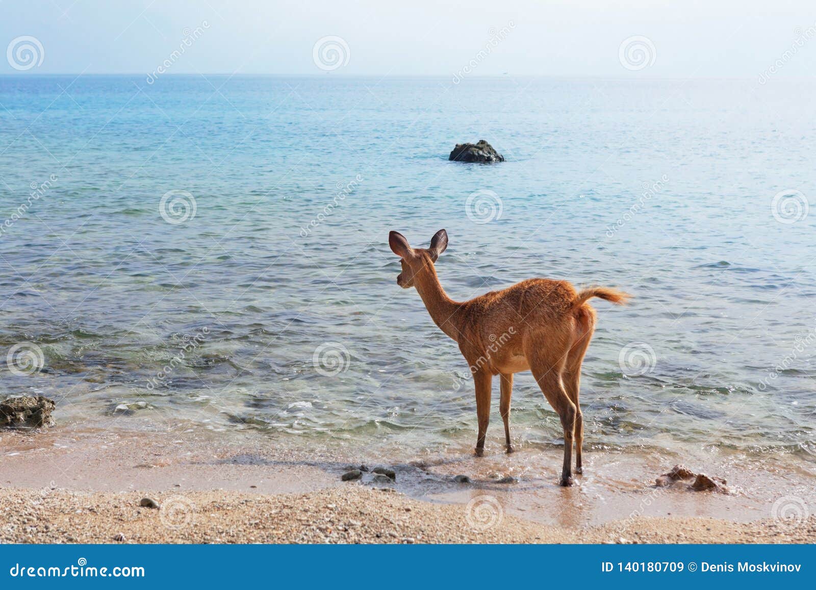 javan rusa deer on sea beach