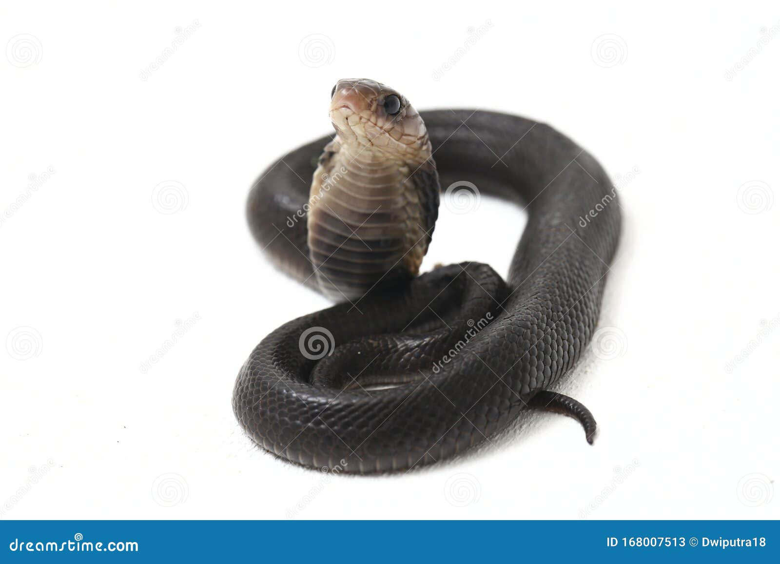 the javan spitting cobra naja sputatrix also called the southern indonesian cobra, or indonesian cobra.