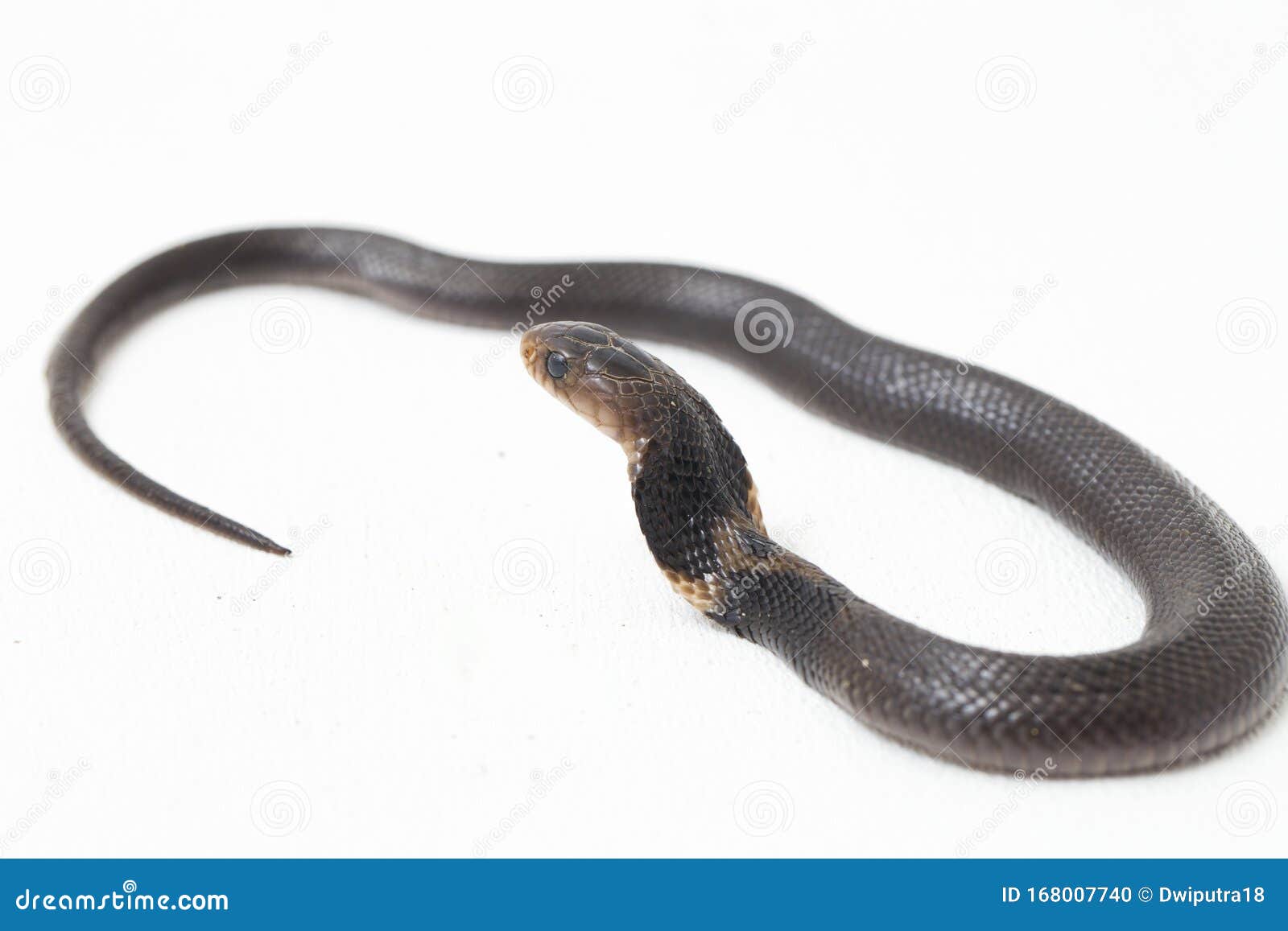 the javan spitting cobra naja sputatrix also called the southern indonesian cobra, or indonesian cobra.