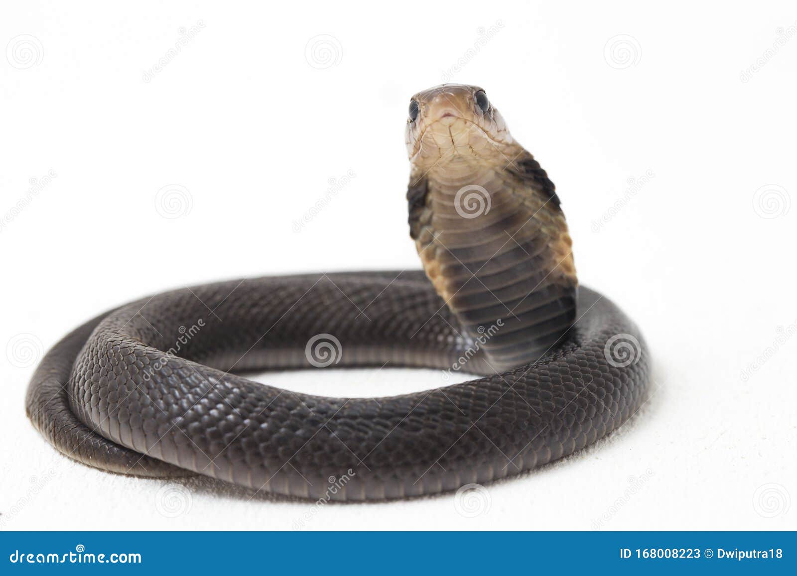 the javan spitting cobra naja sputatrix also called the southern indonesian cobra, or indonesian cobra.