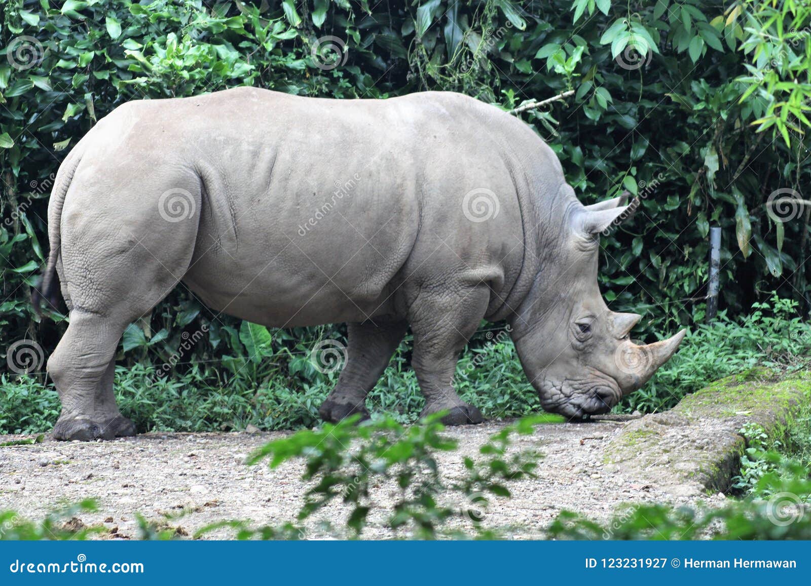 javan rhinoceros population 2022 javan rhinoceros population 2022