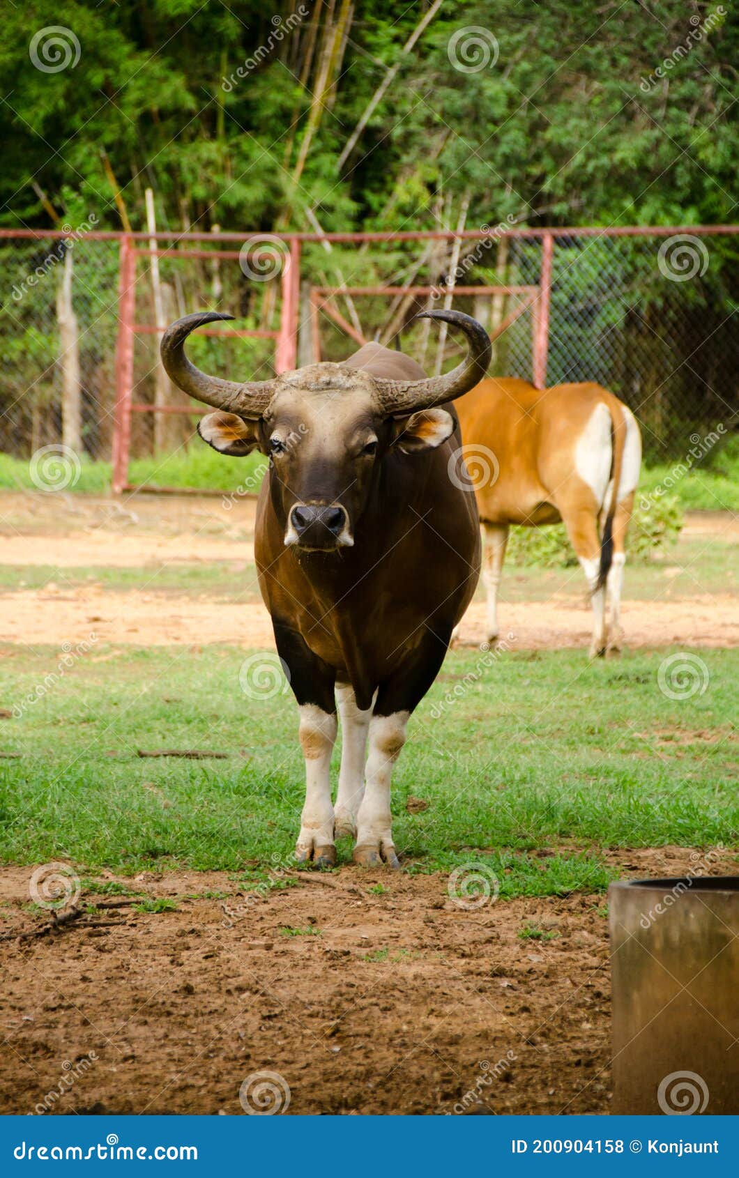 Javanicus быка Banteng или юго-восточной азии бык Стоковое Фото -  изображение насчитывающей тяжело, святилище: 200904158