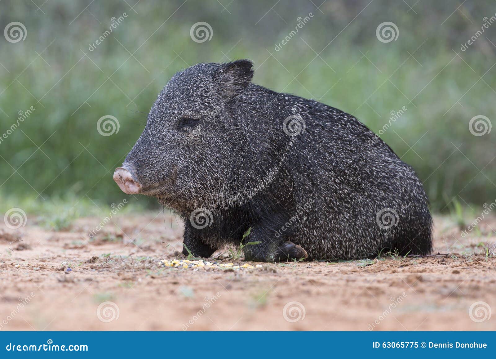 Javelina imagen de archivo. Imagen de animal, verraco 63065775