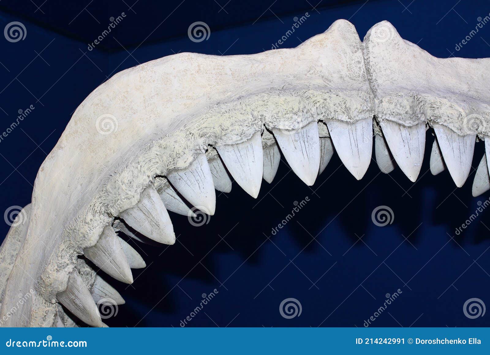 Shark Mouth Bone