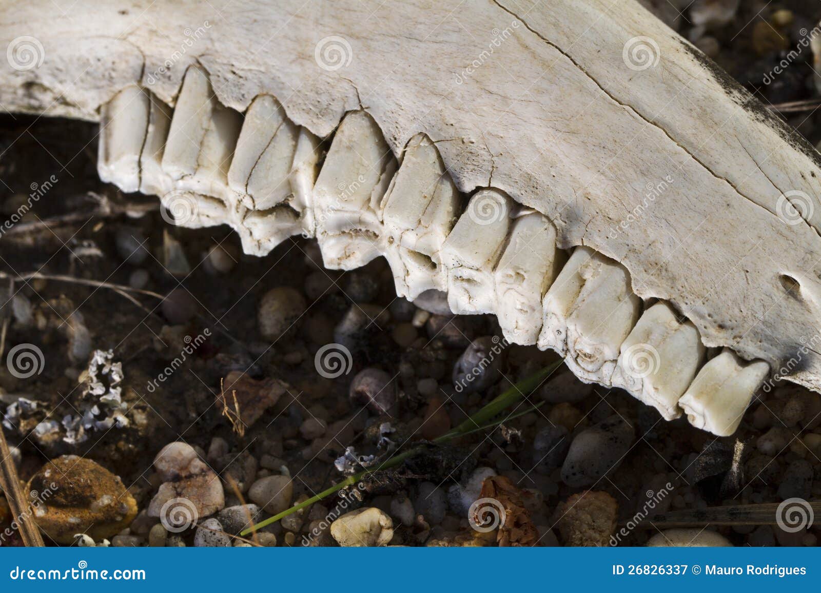 Jaw teeth of sheep stock image. Image of bone, biology 26826337
