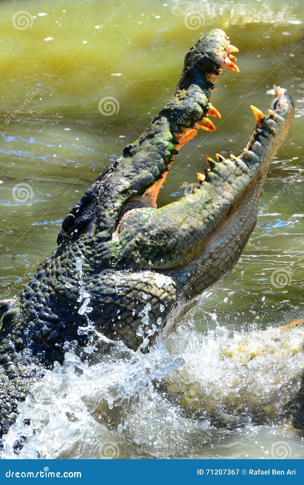 Крокодилы в соленой воде. Гребнистый крокодил. Гребнистый крокодил пасть. Гребнистый крокодил прыжок. Гребнистый крокодил челюсть.