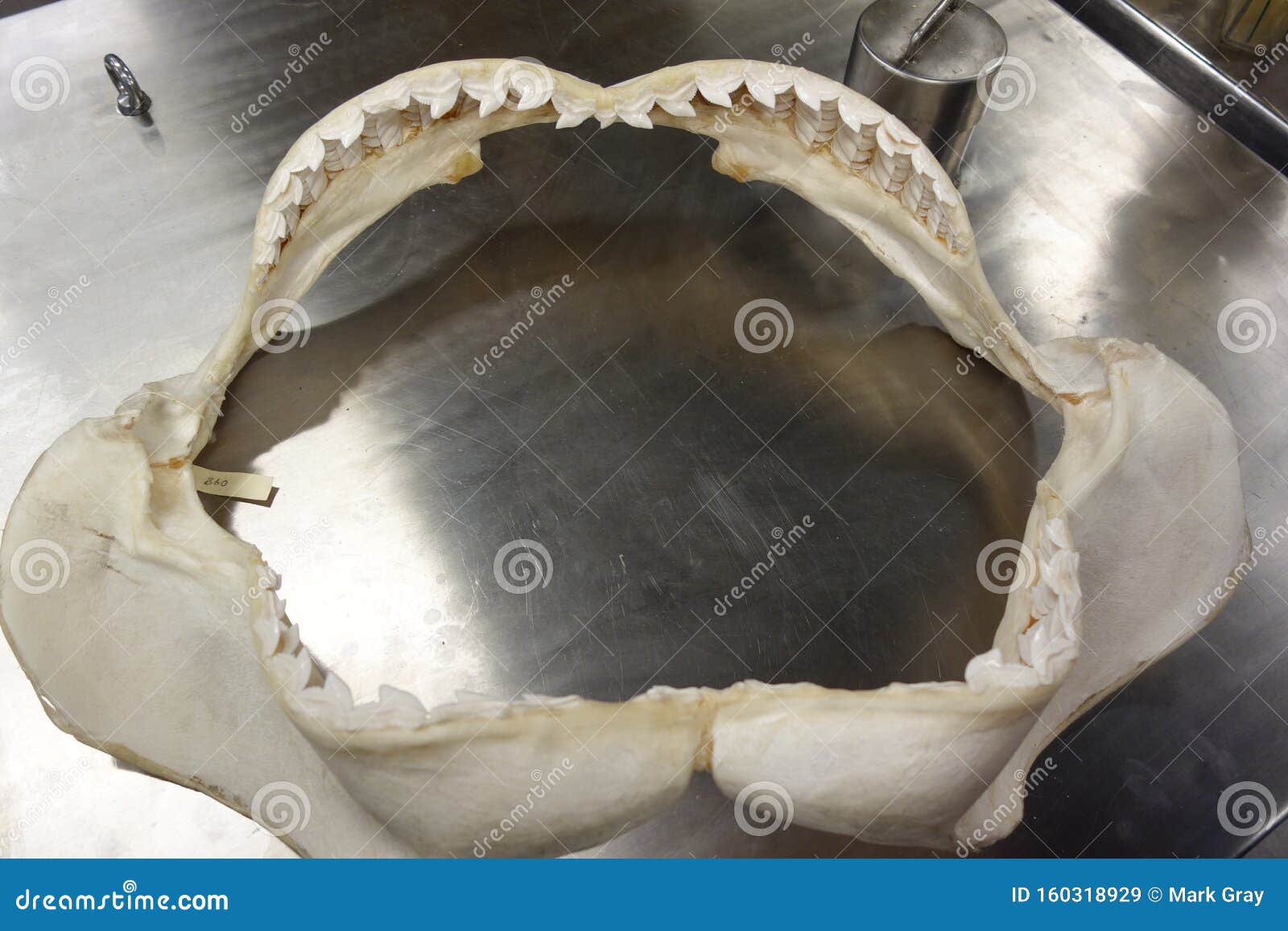 Jaws of a Shark stock image. Image of teeth, jaws, shark 160318929